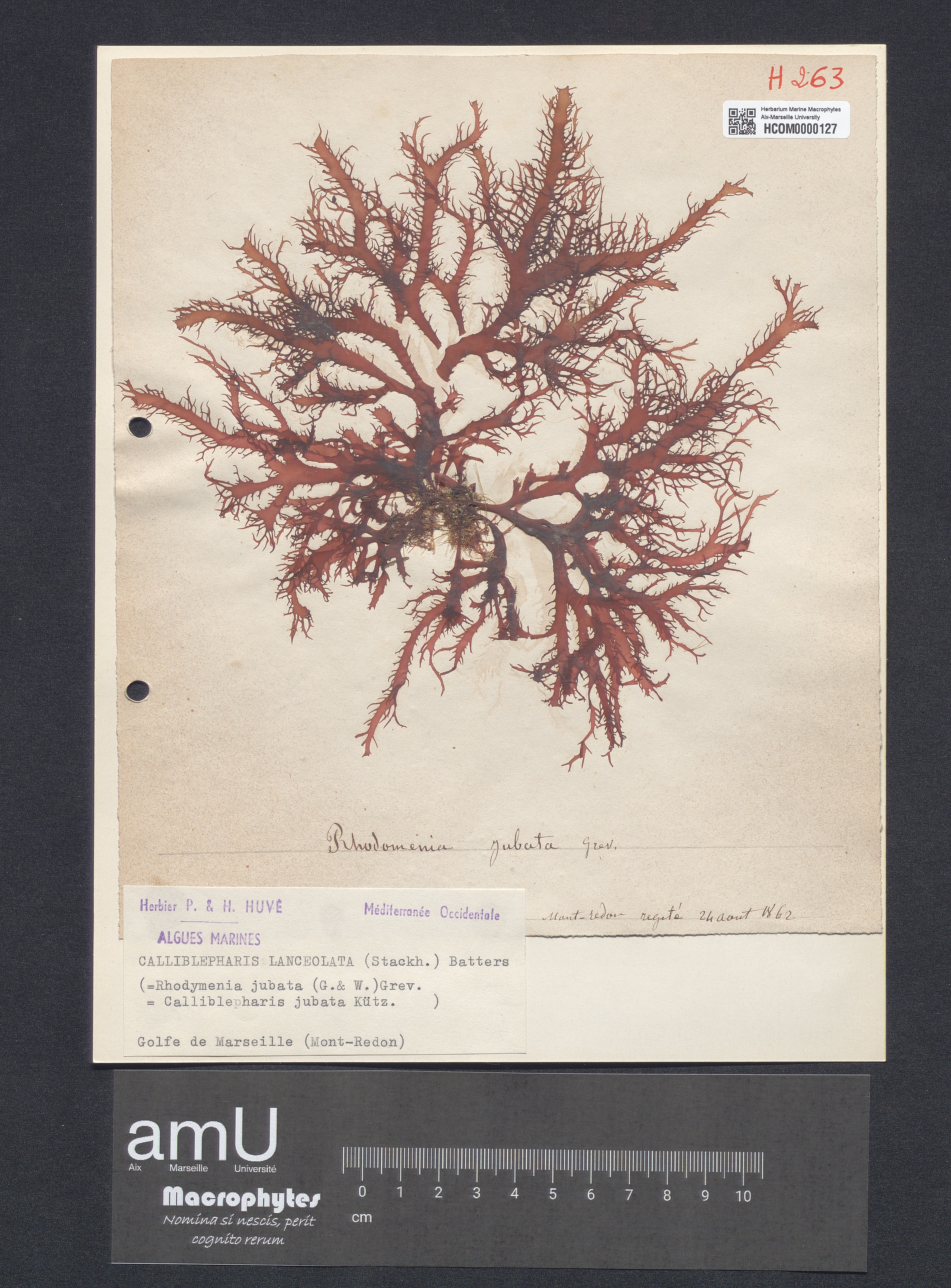 Calliblepharis lanceolata specimen