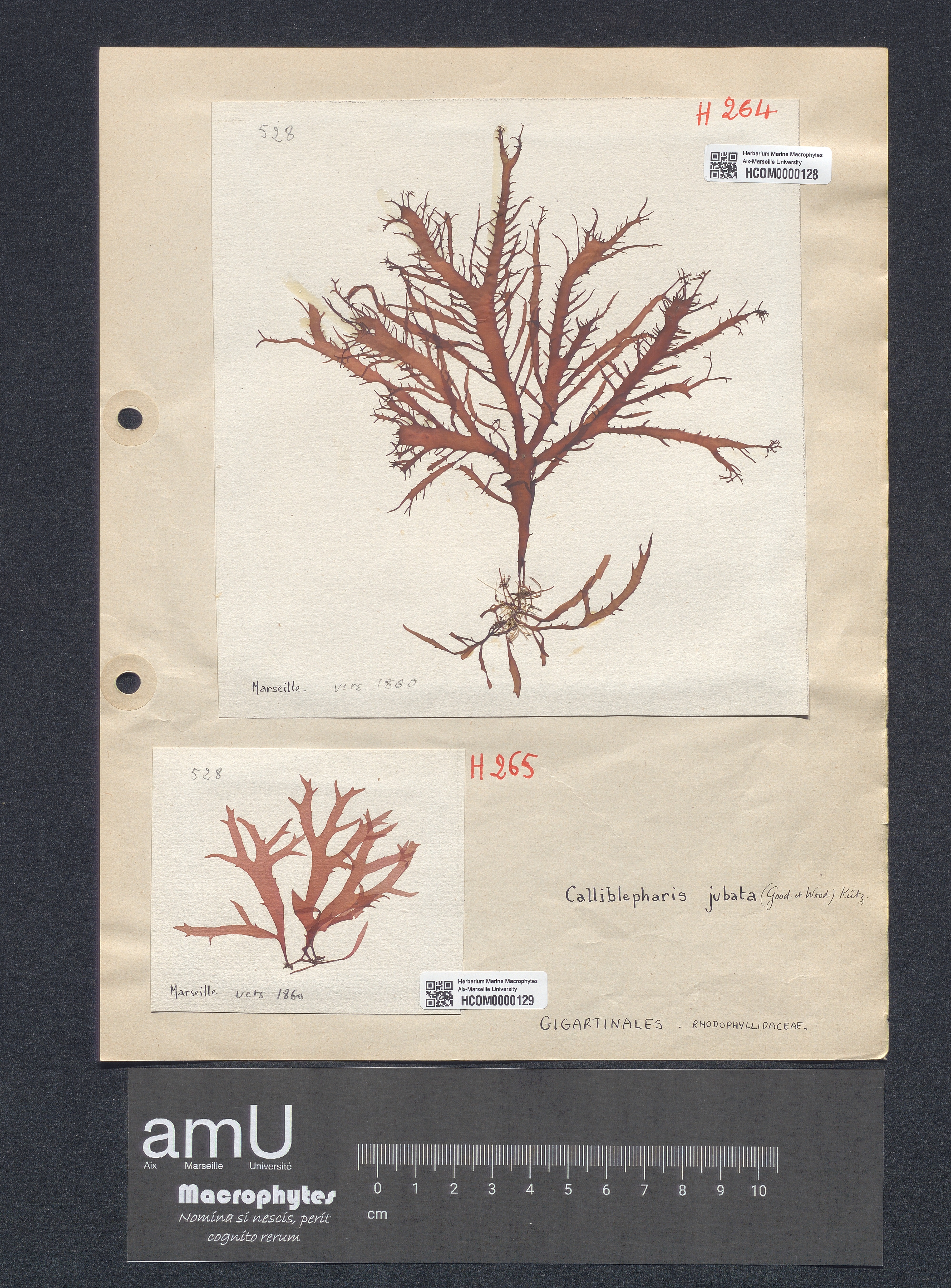 Calliblepharis lanceolata specimen