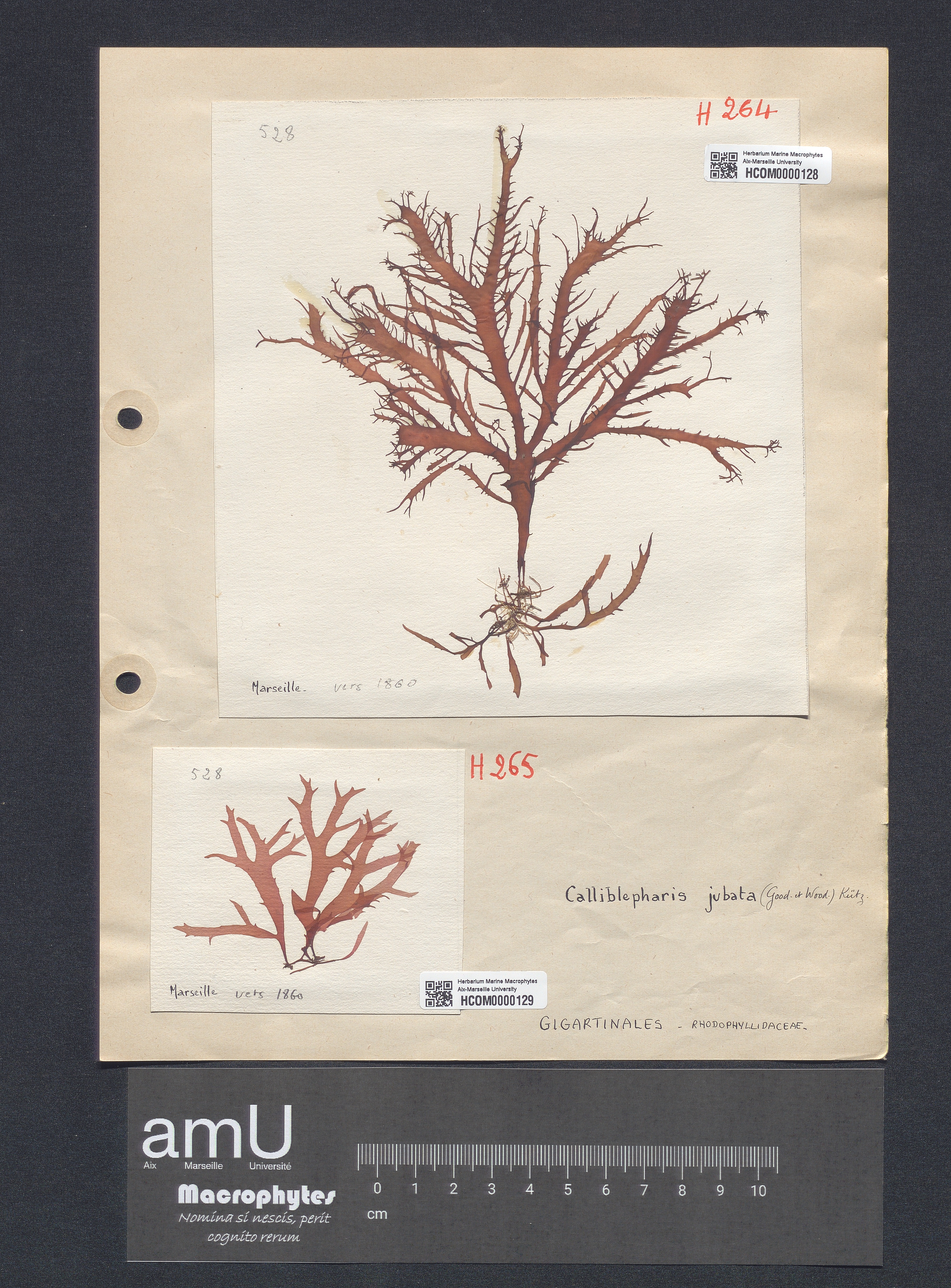 Calliblepharis lanceolata specimen