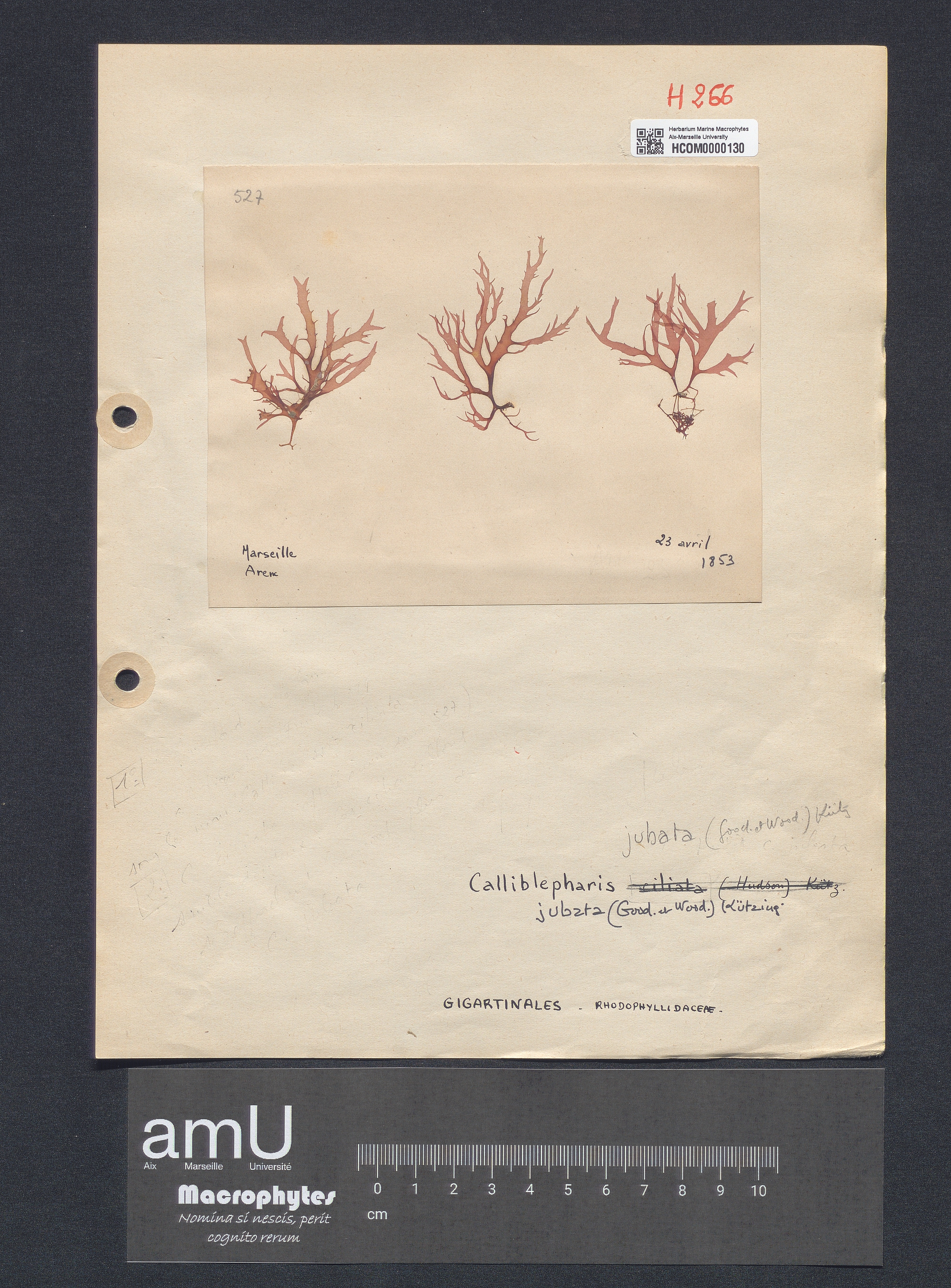 Calliblepharis jubata specimen