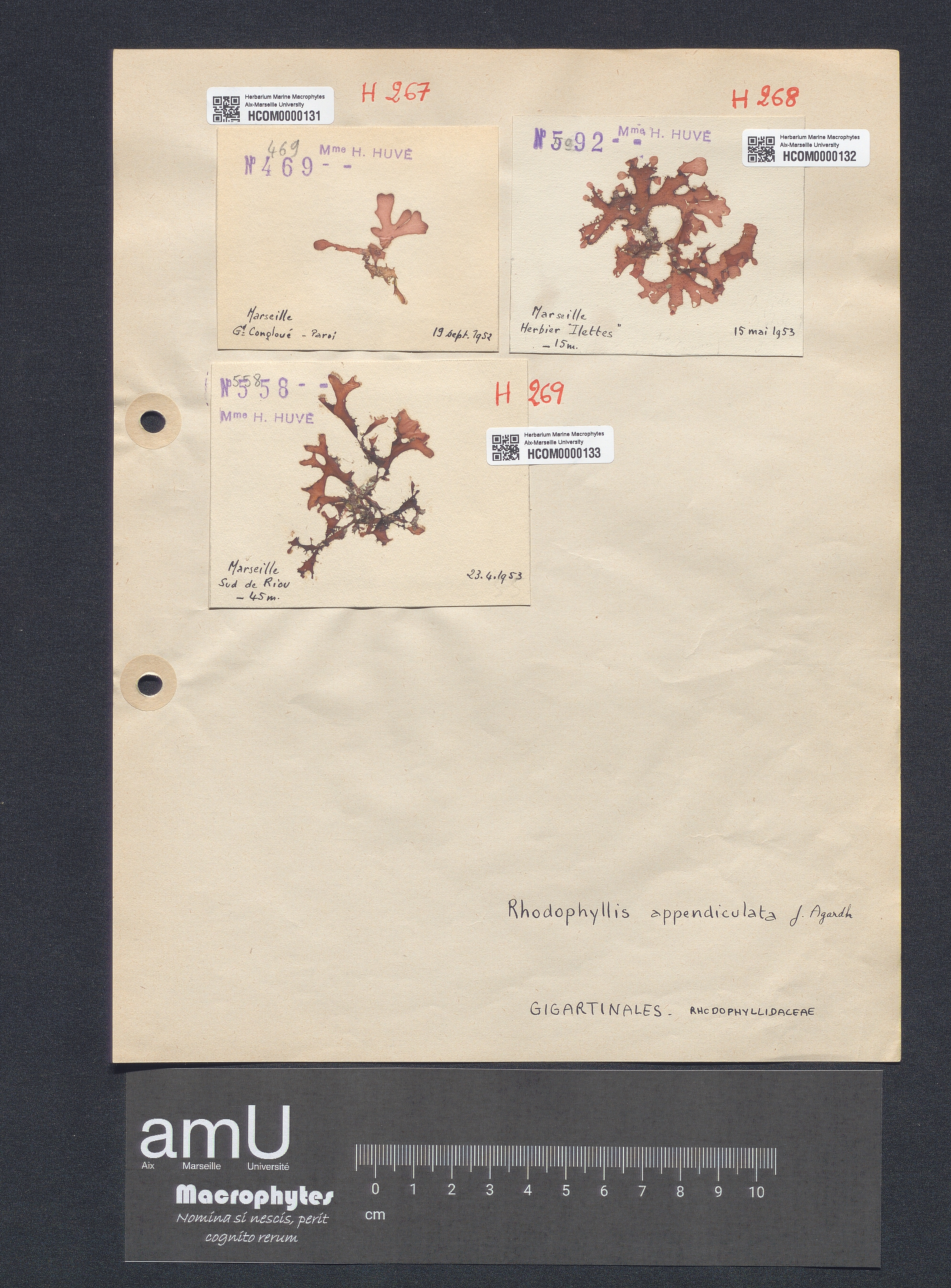 Rhodophyllis appendiculata specimen