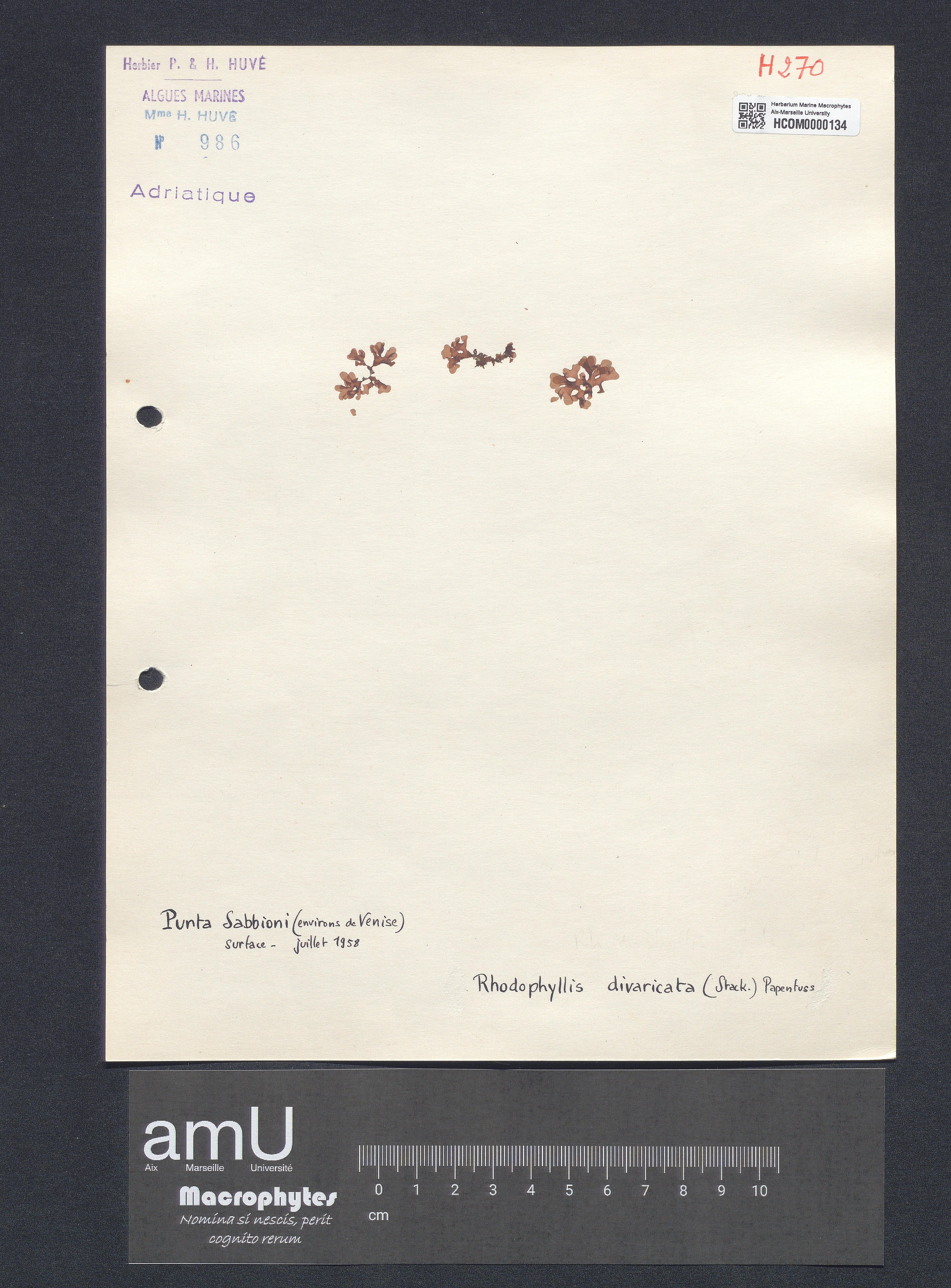 Rhodophyllis divaricata specimen