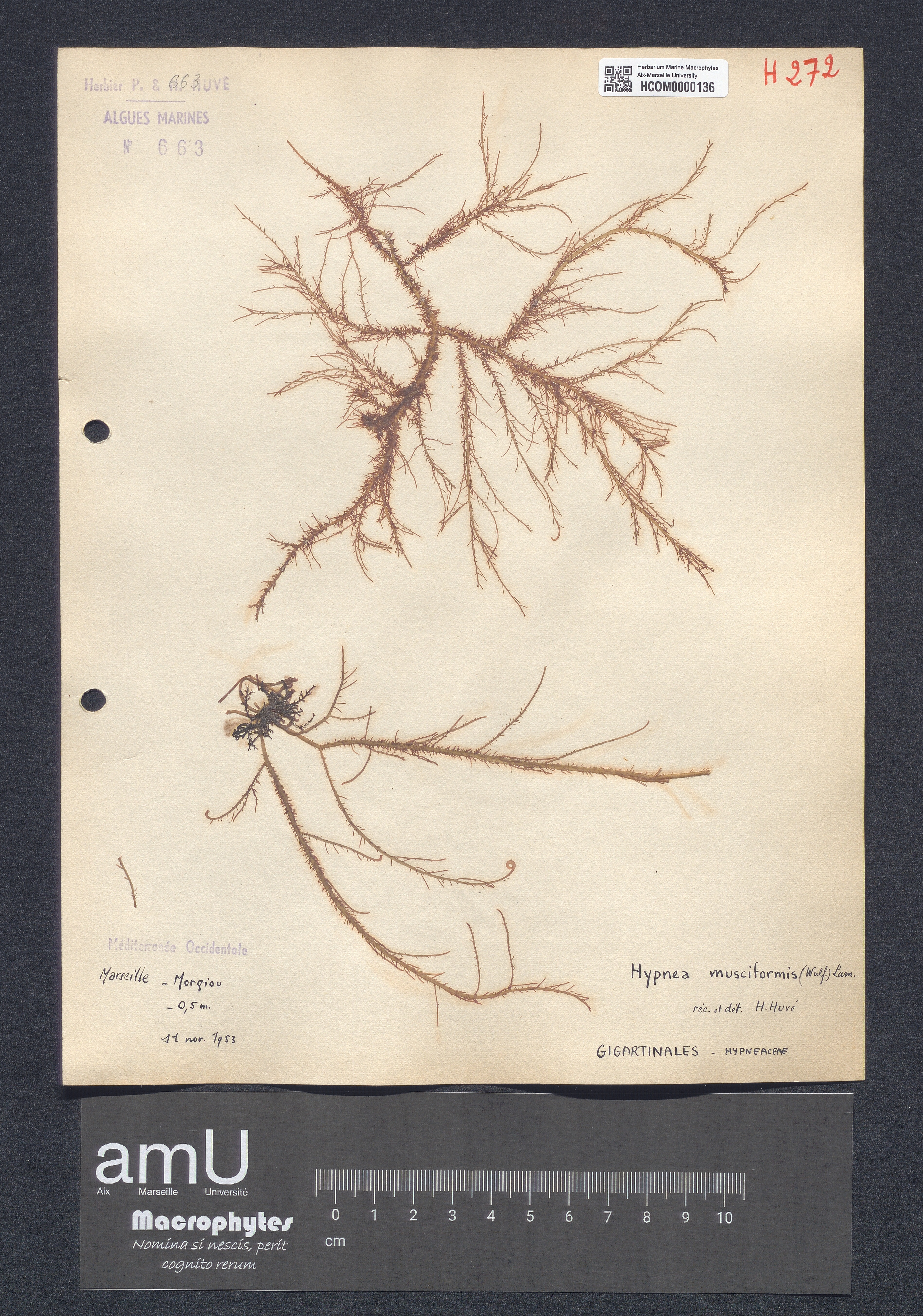 Hypnea musciformis specimen