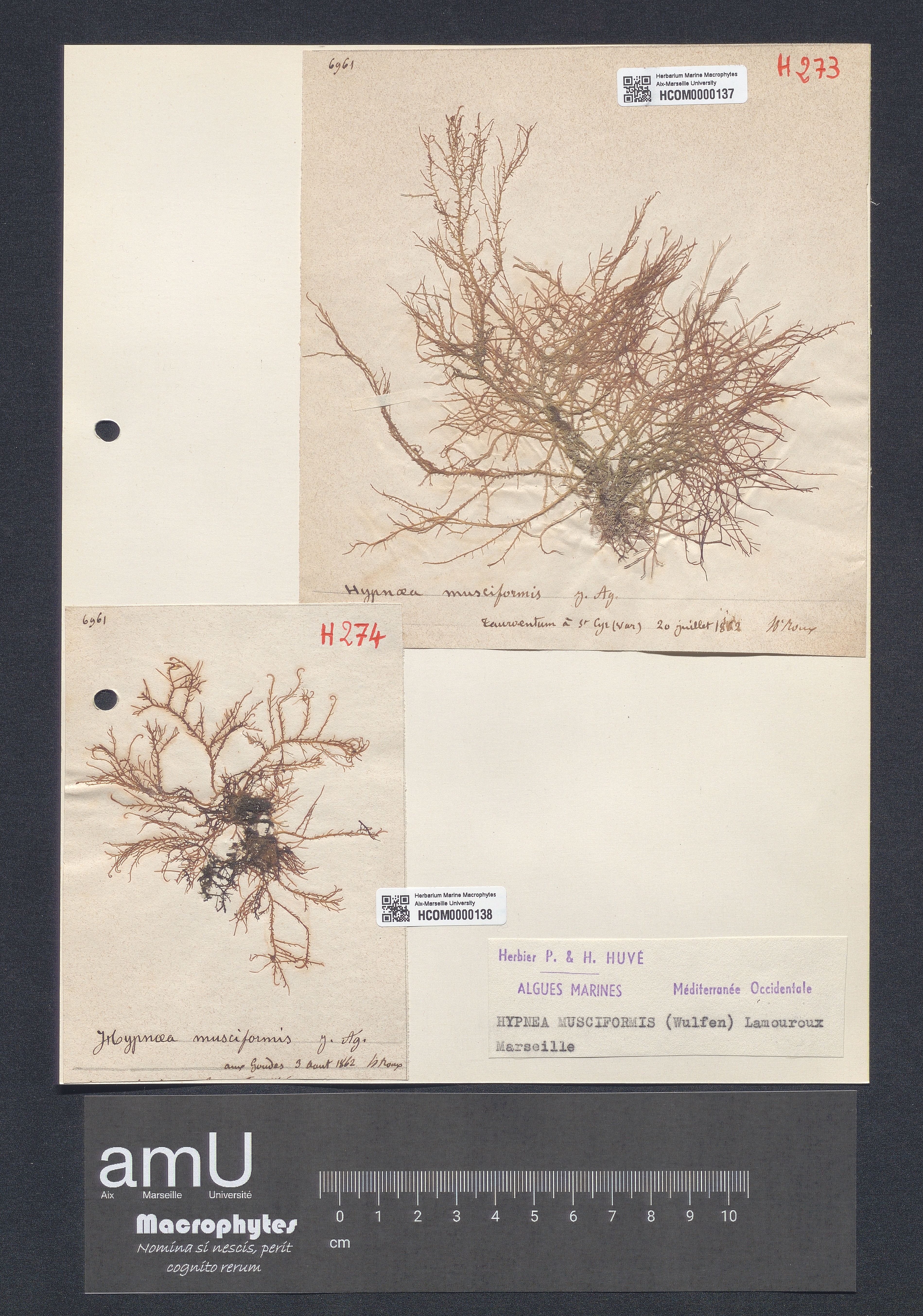 Hypnea musciformis specimen