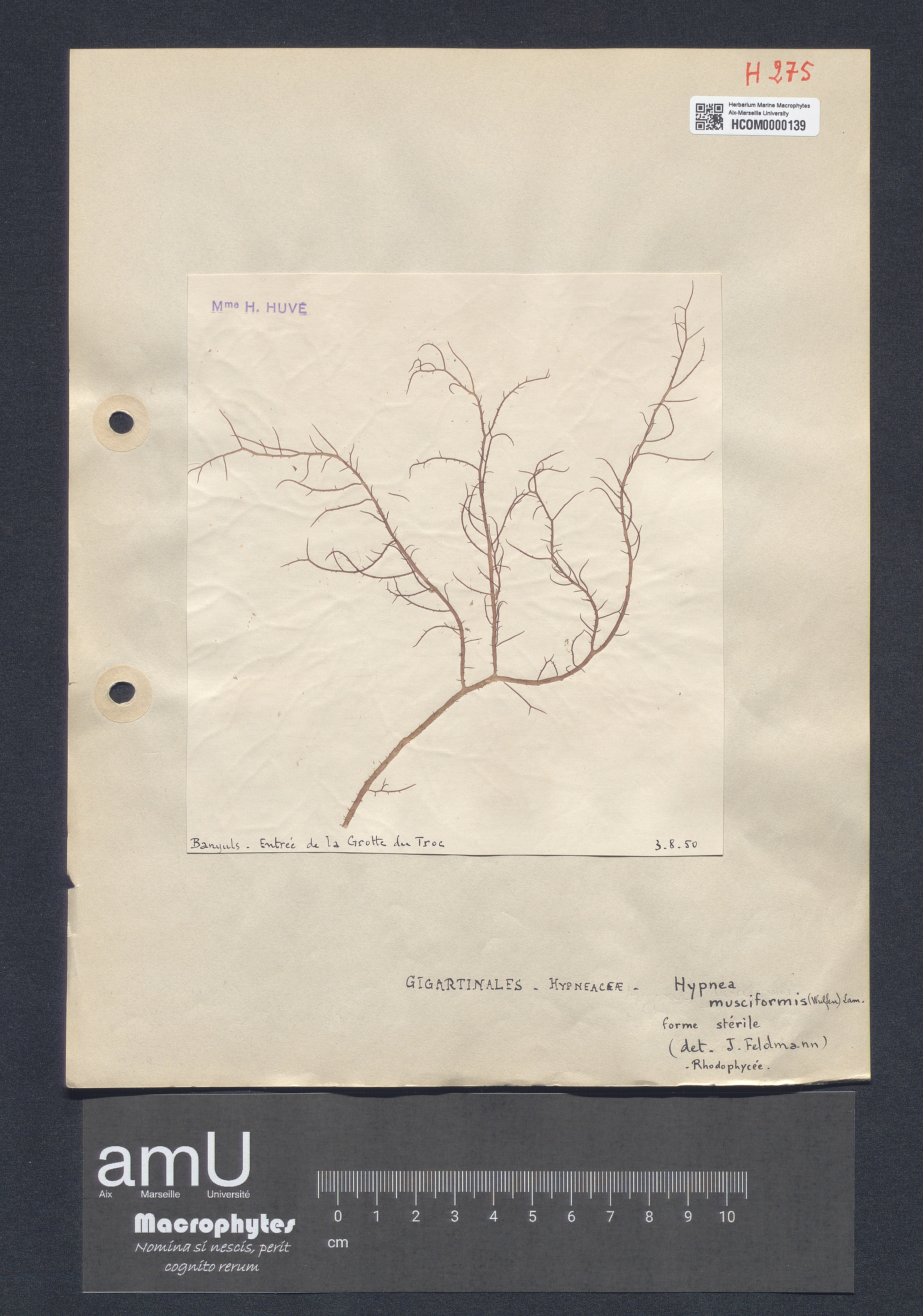 Hypnea musciformis specimen
