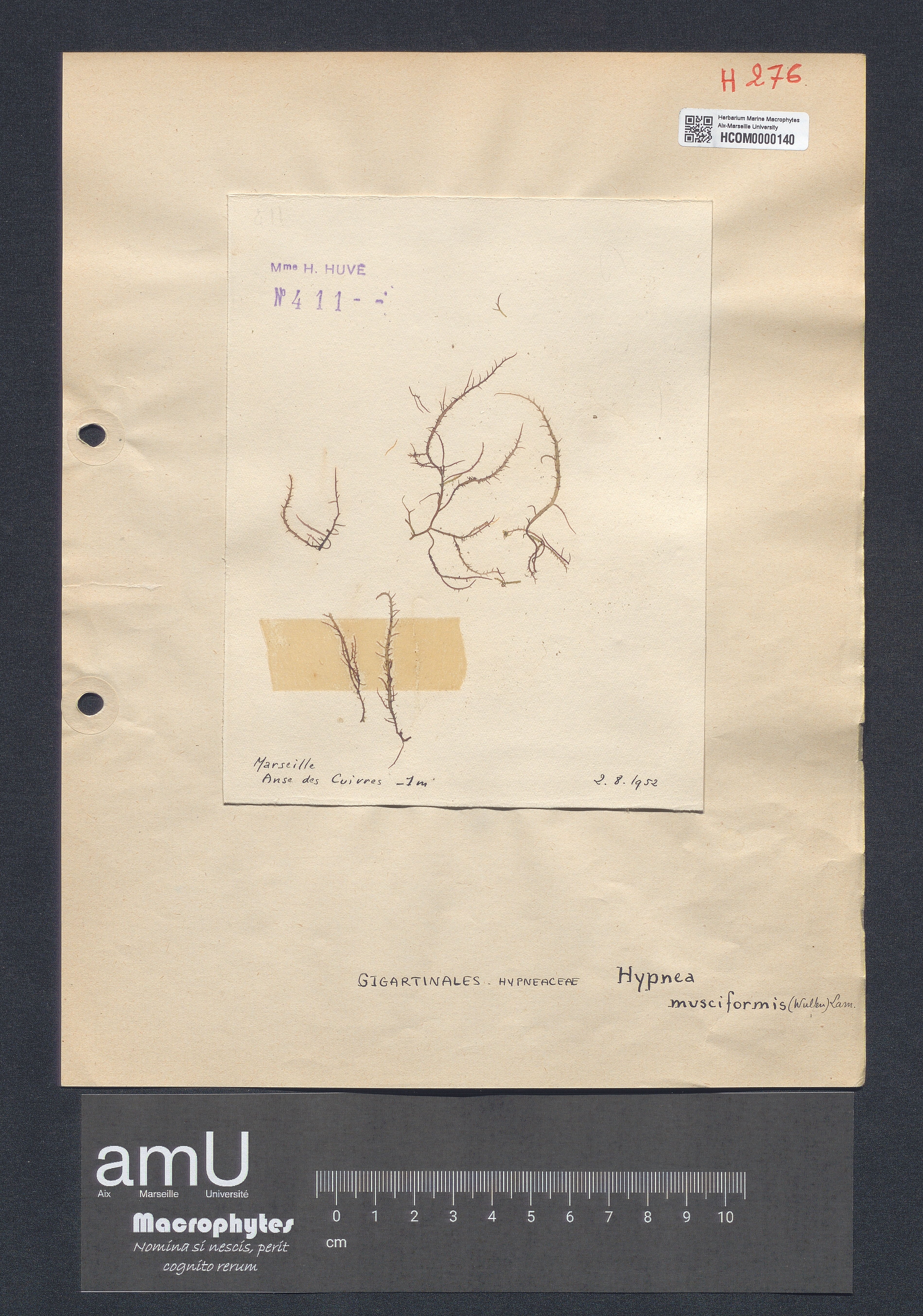 Hypnea musciformis specimen