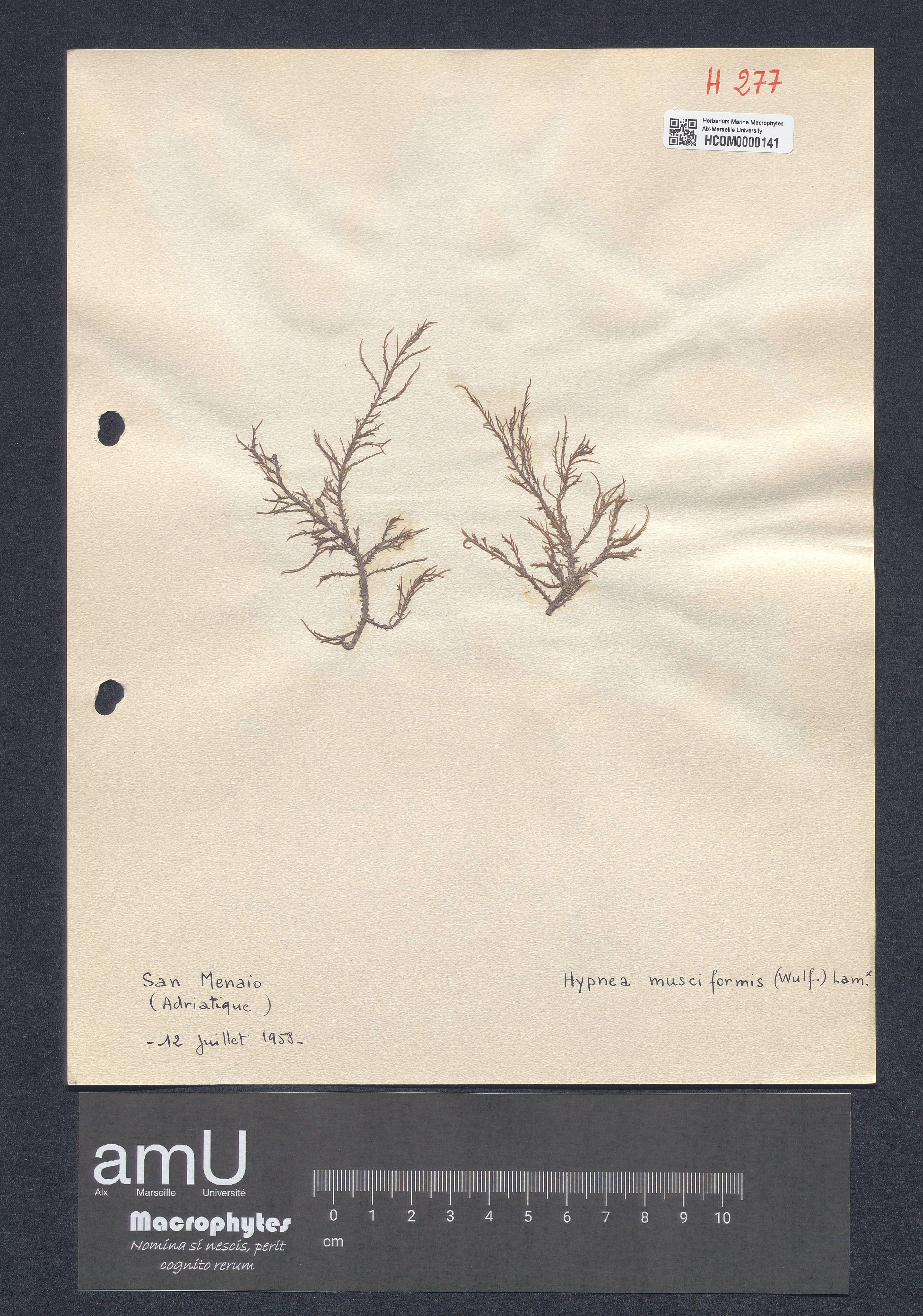 Hypnea musciformis specimen