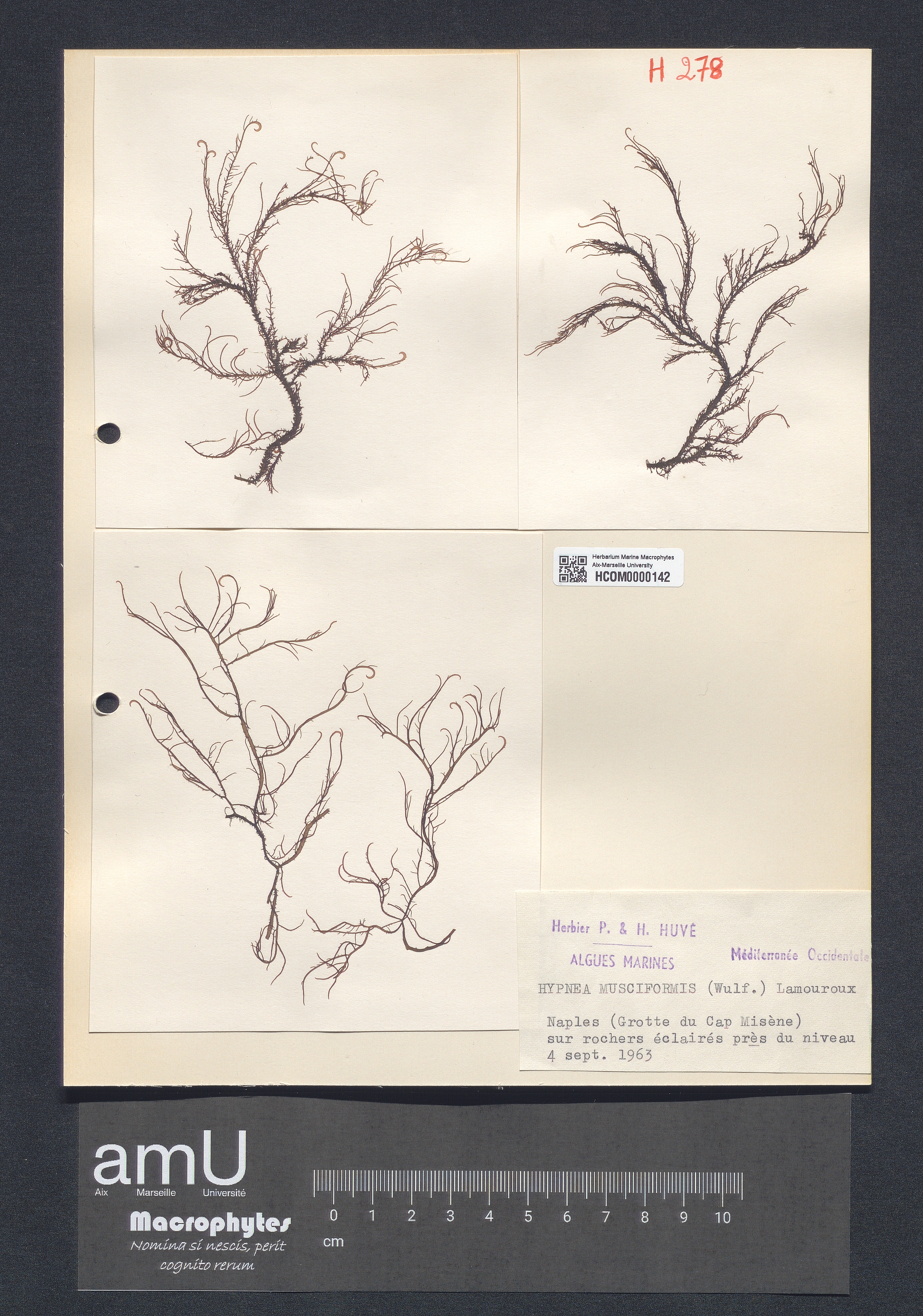 Hypnea musciformis specimen