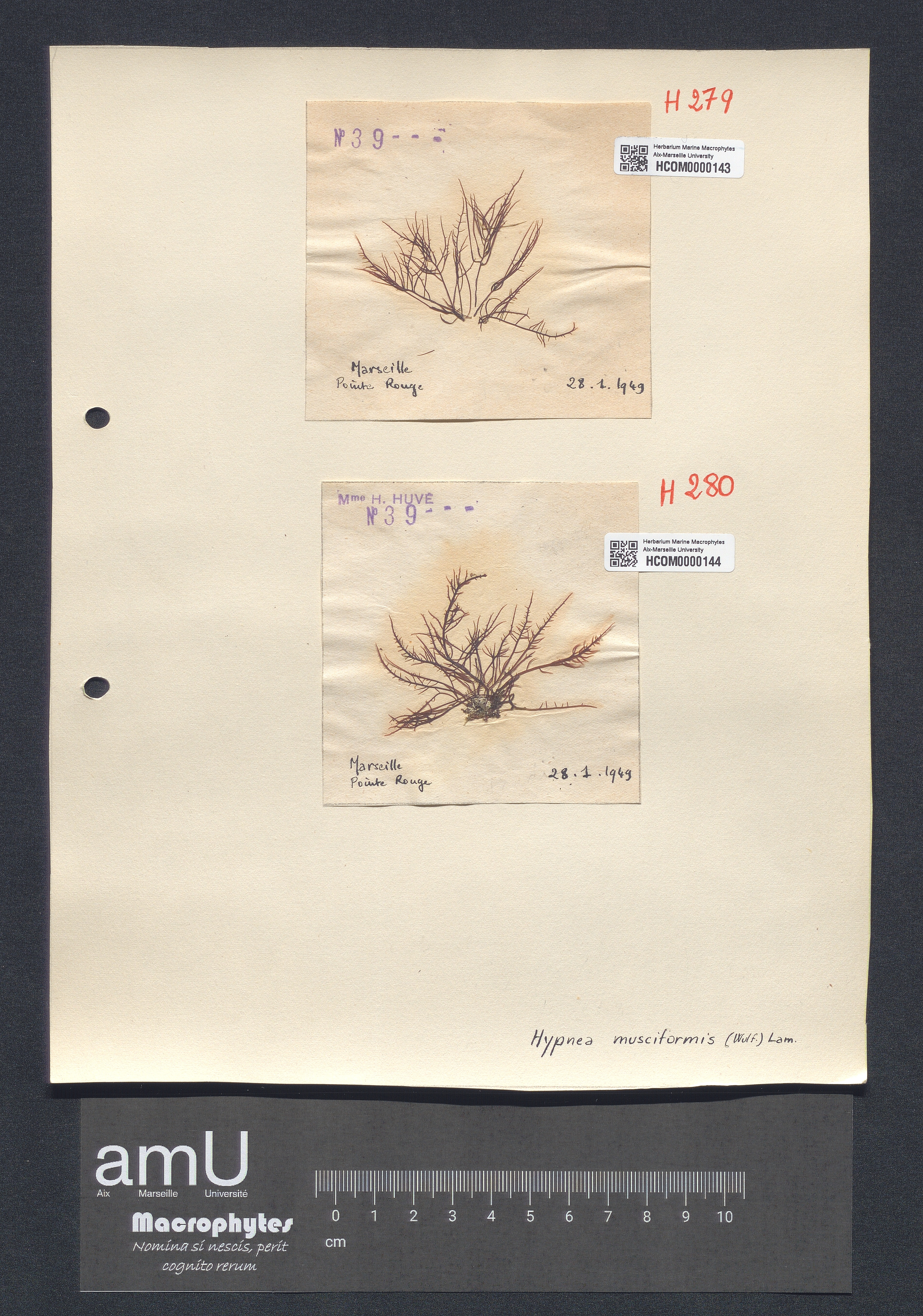Hypnea musciformis specimen