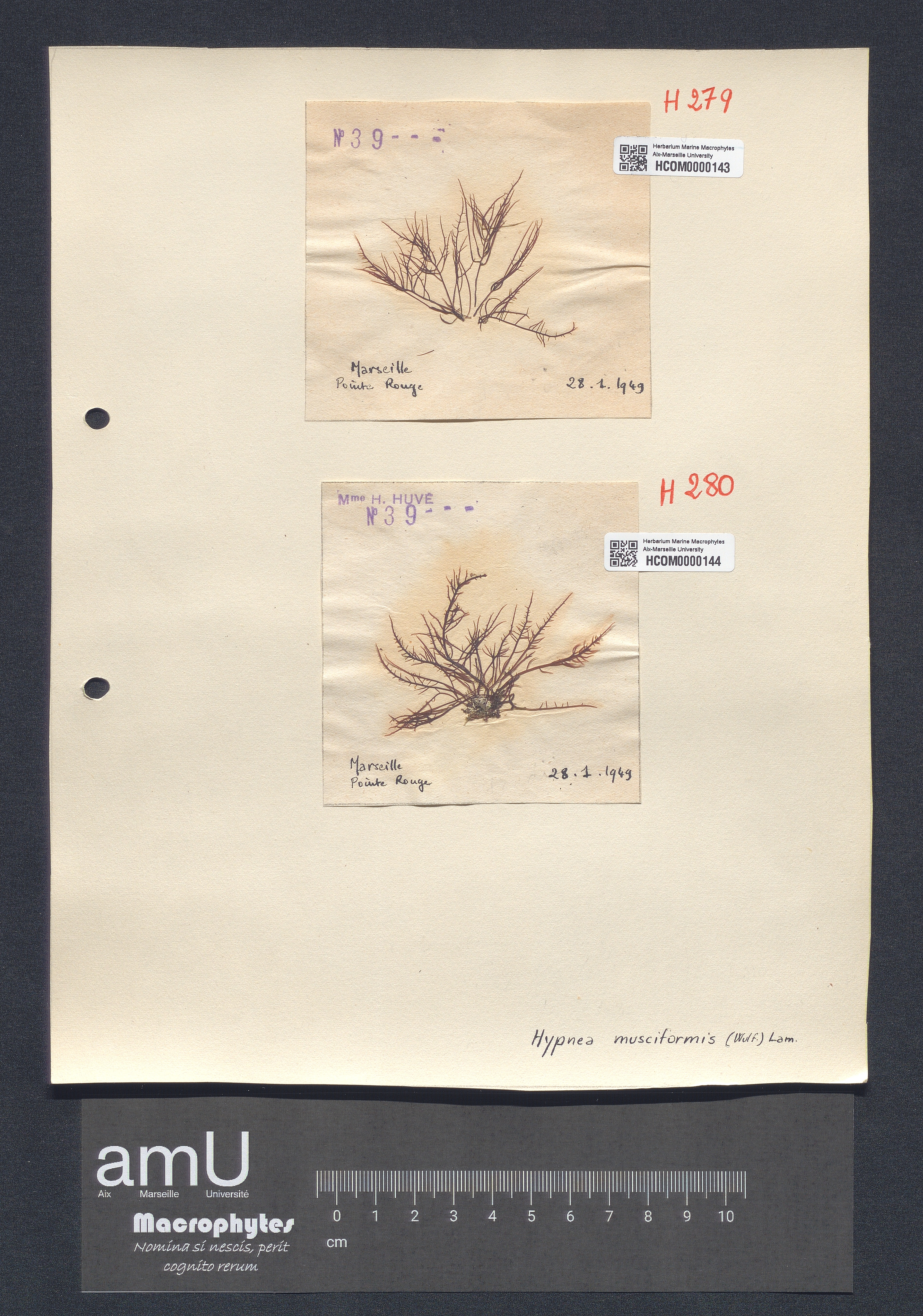 Hypnea musciformis specimen