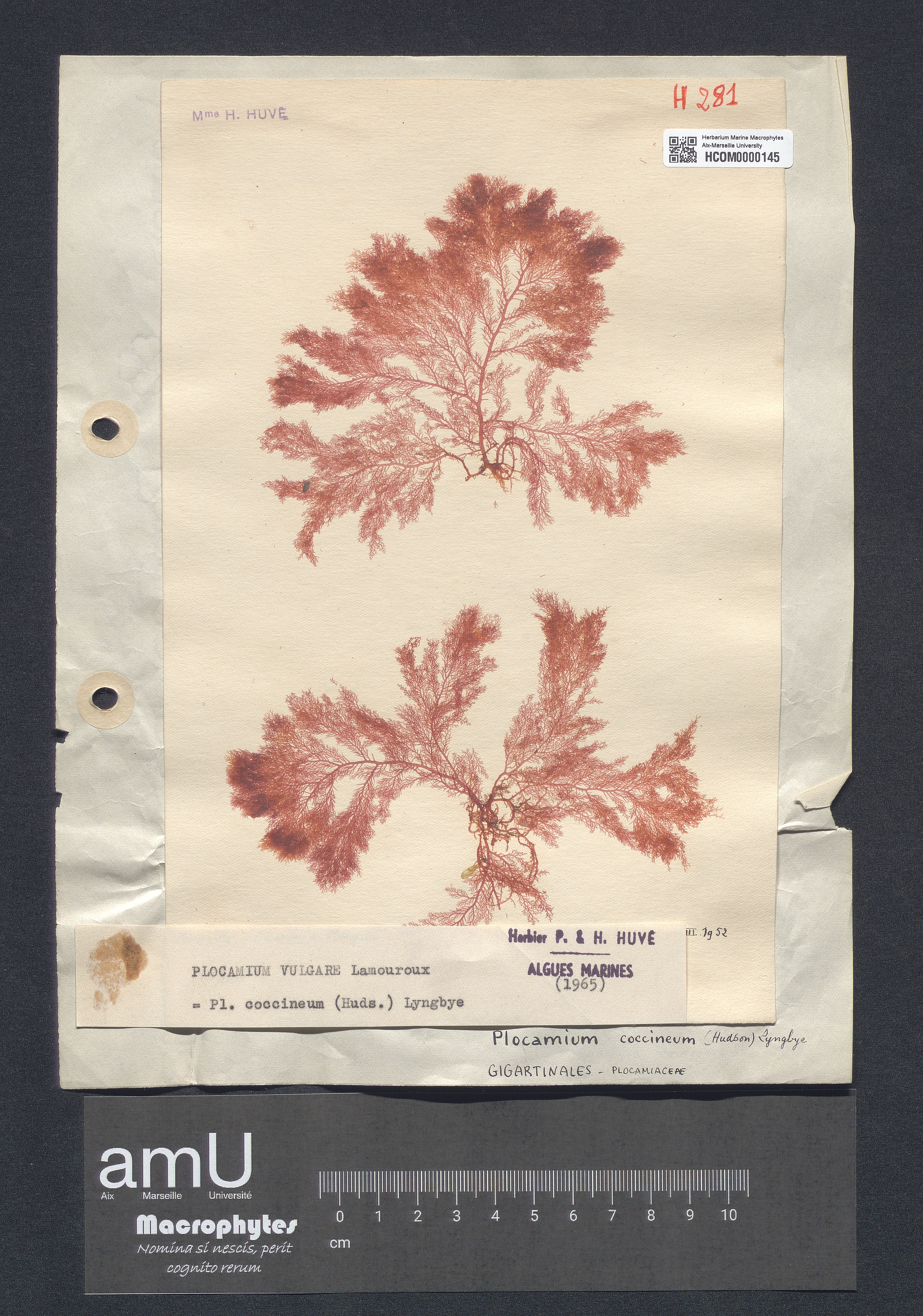 Plocamium coccineum specimen