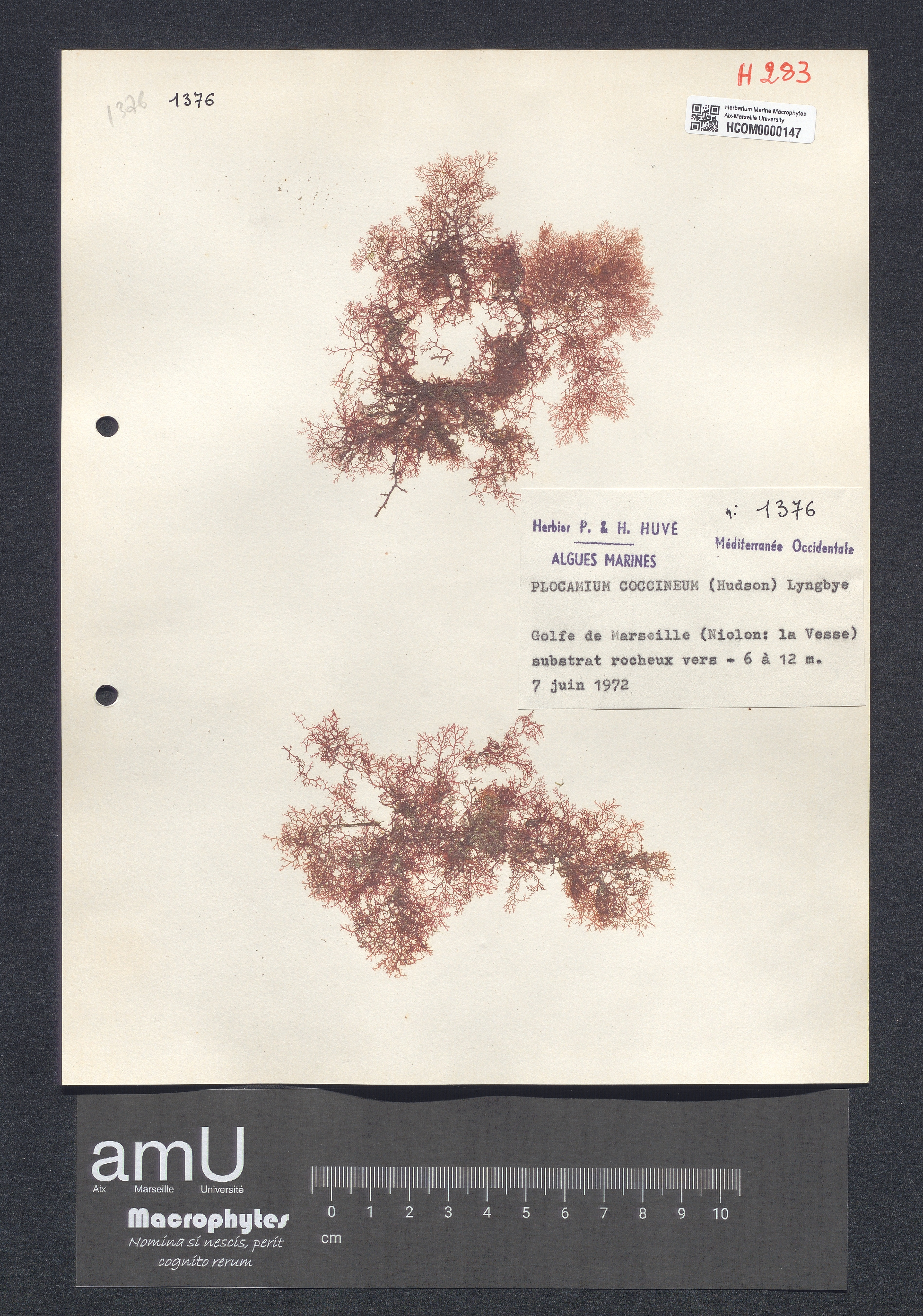 Plocamium coccineum specimen