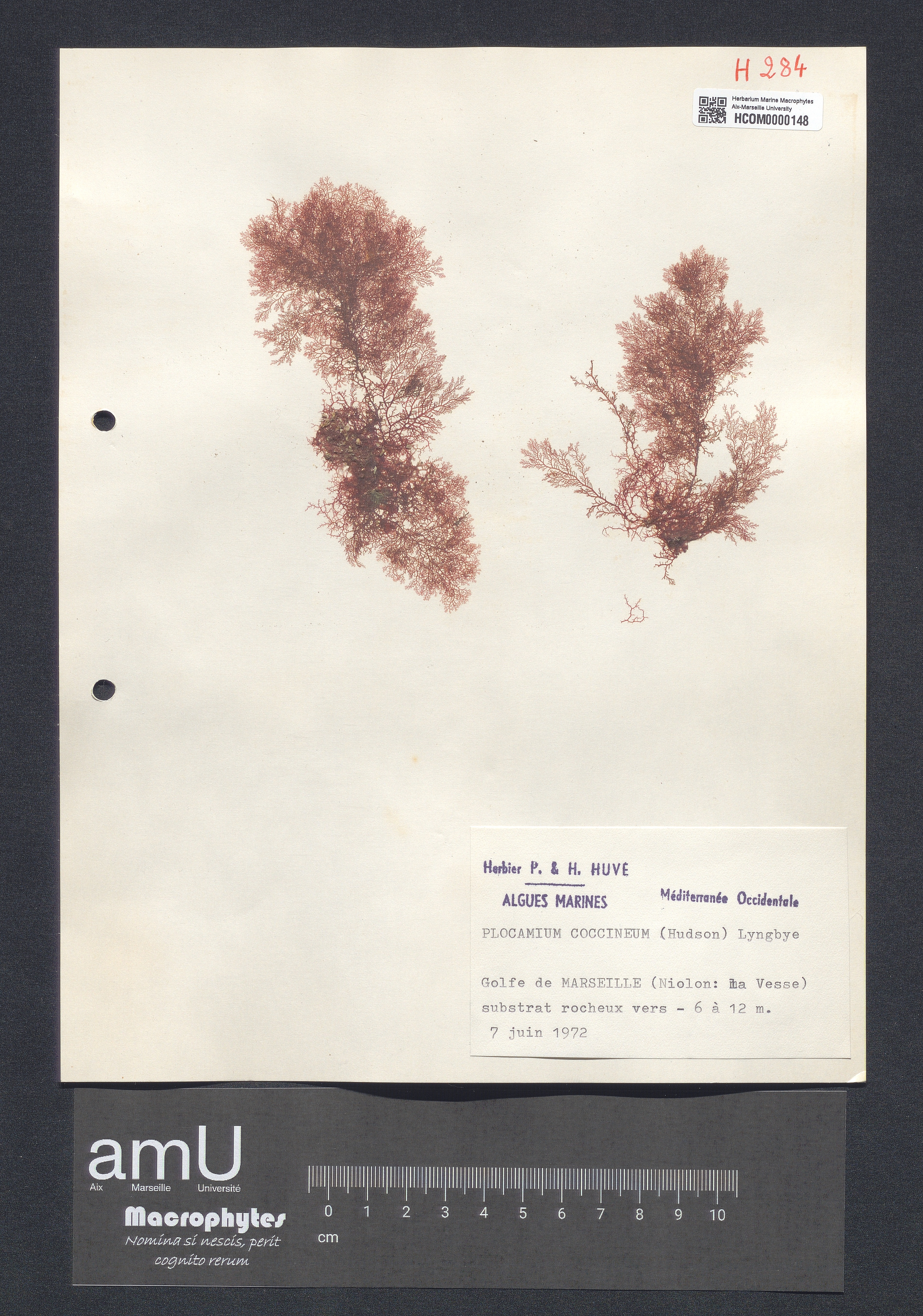 Plocamium coccineum specimen