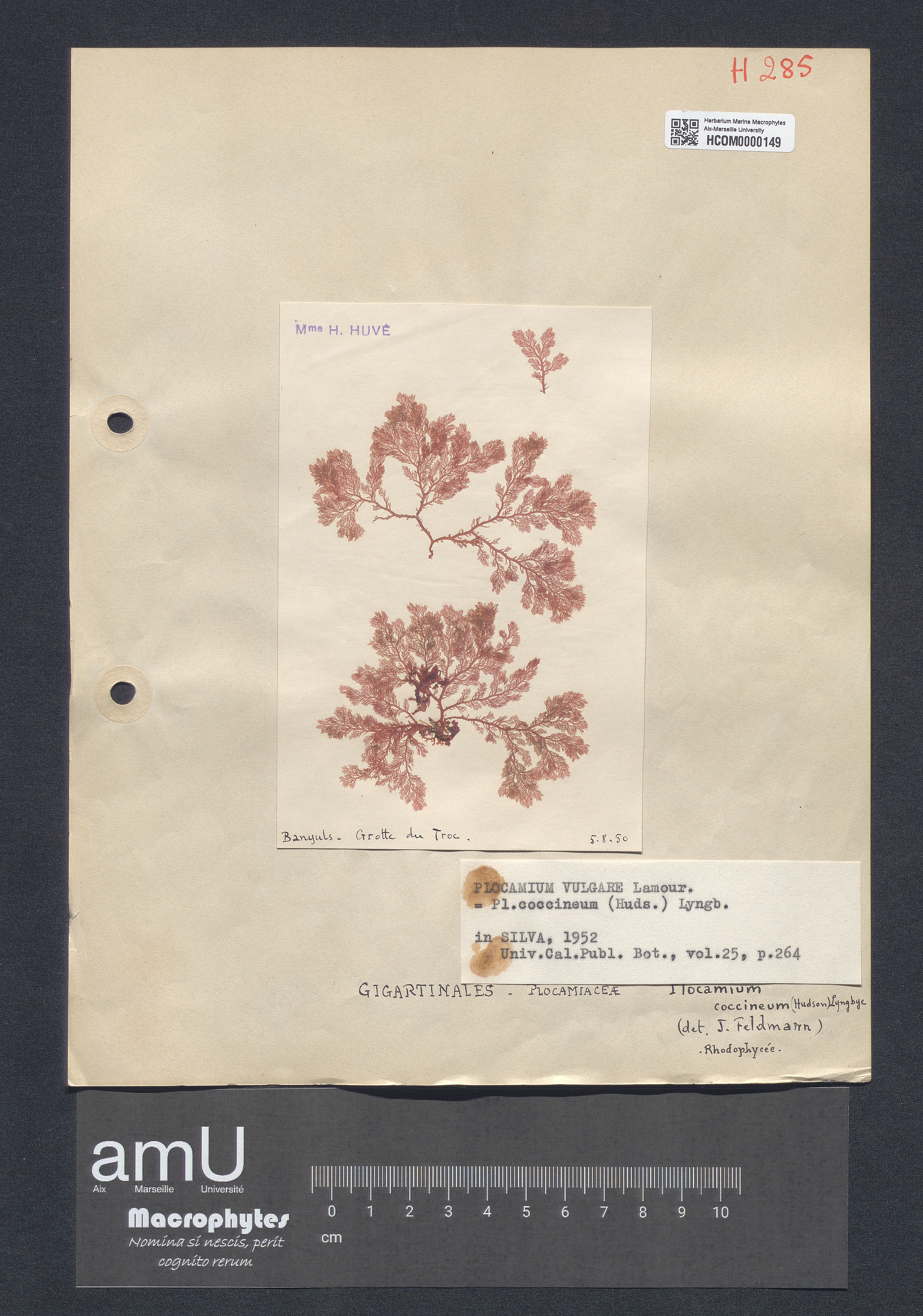 Plocamium coccineum specimen