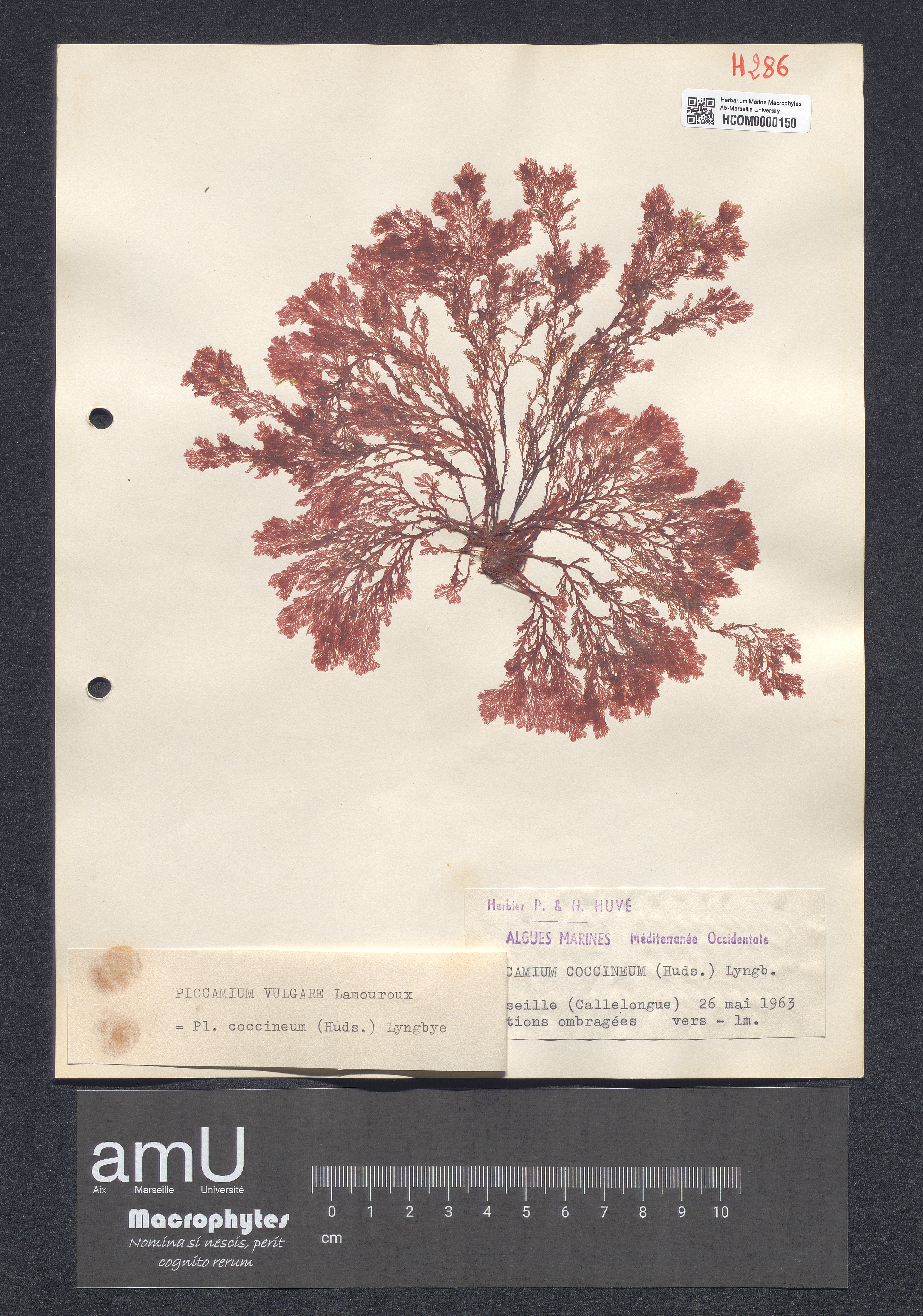 Plocamium coccineum specimen