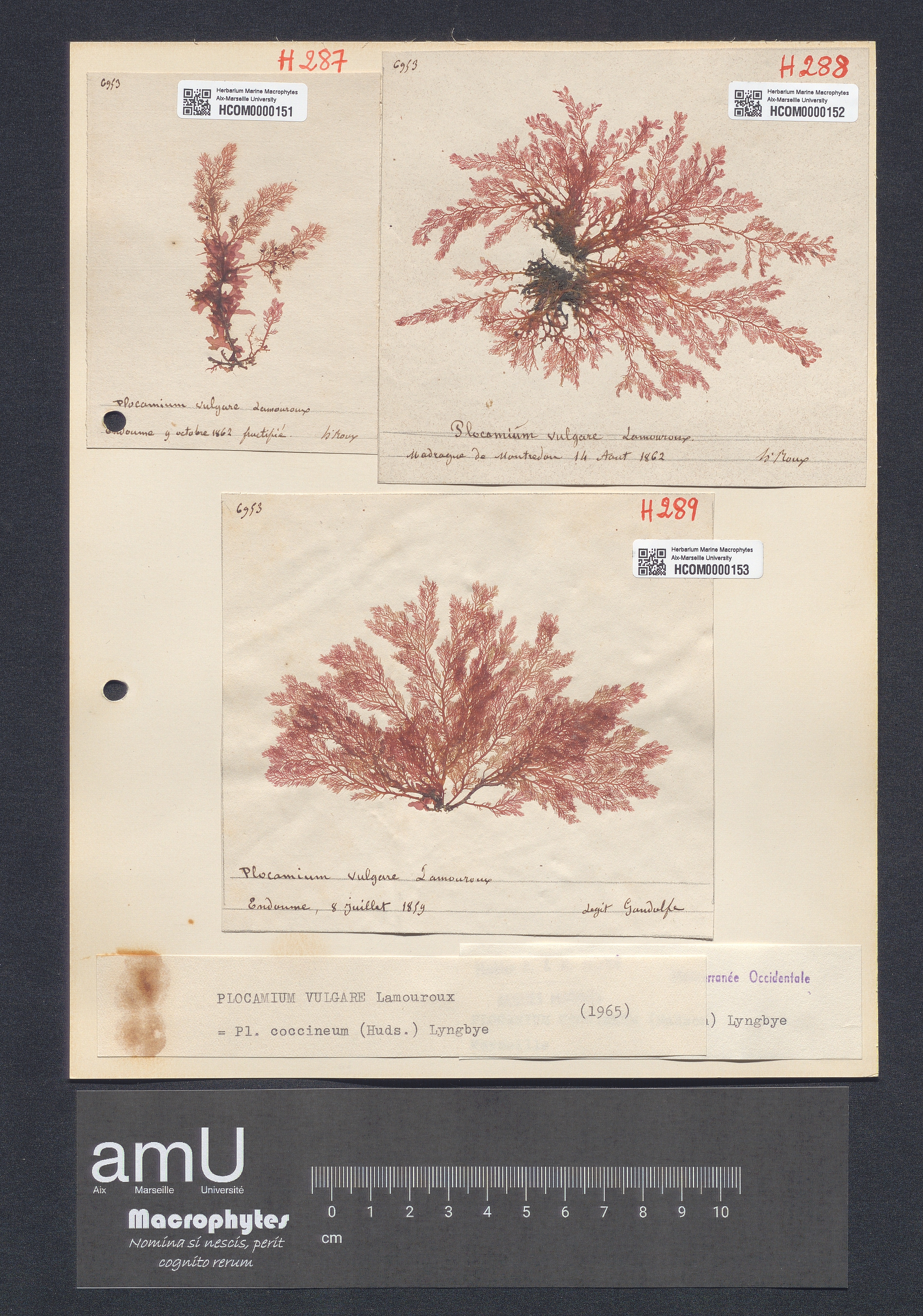 Plocamium coccineum specimen