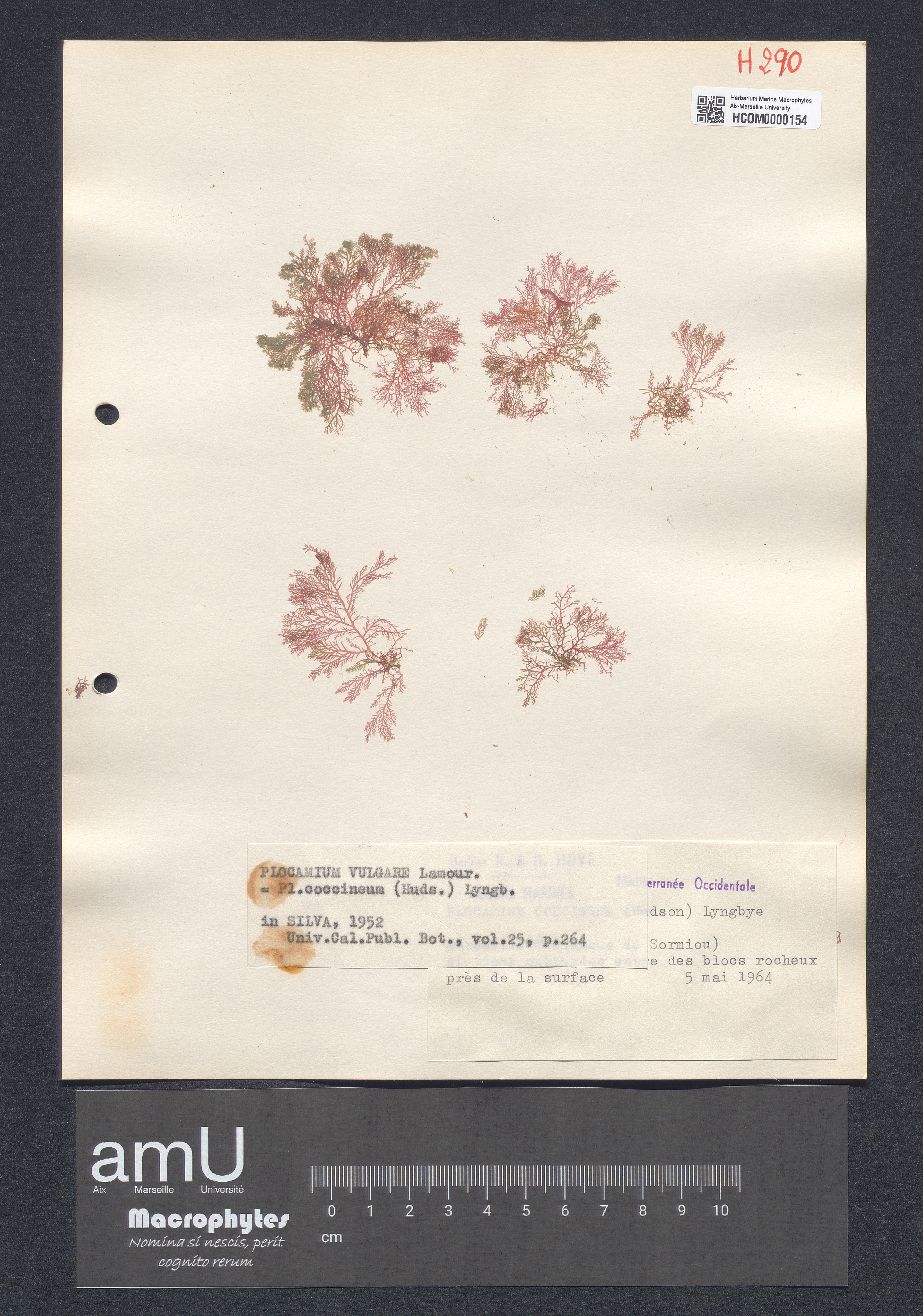 Plocamium coccineum specimen