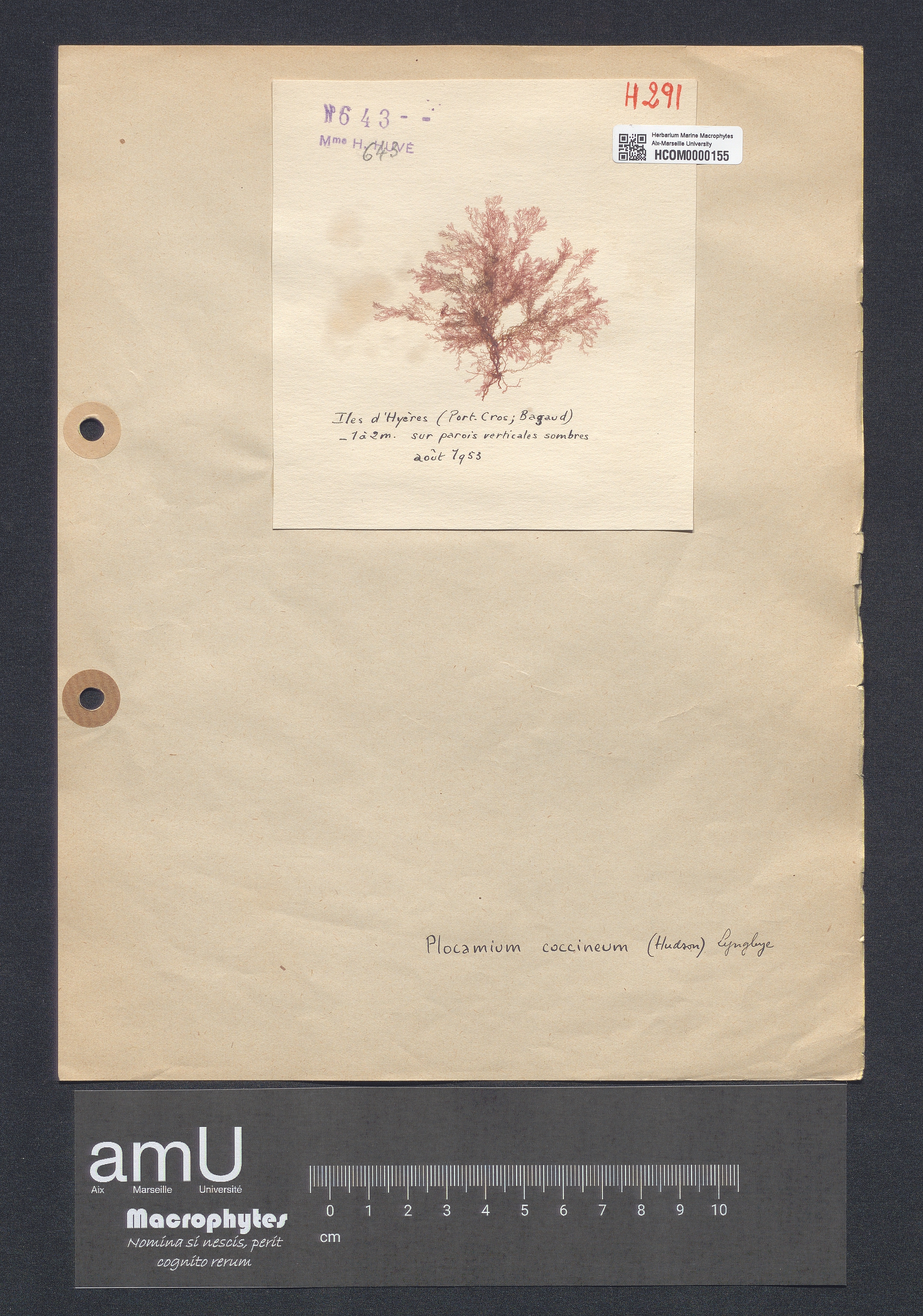 Plocamium coccineum specimen