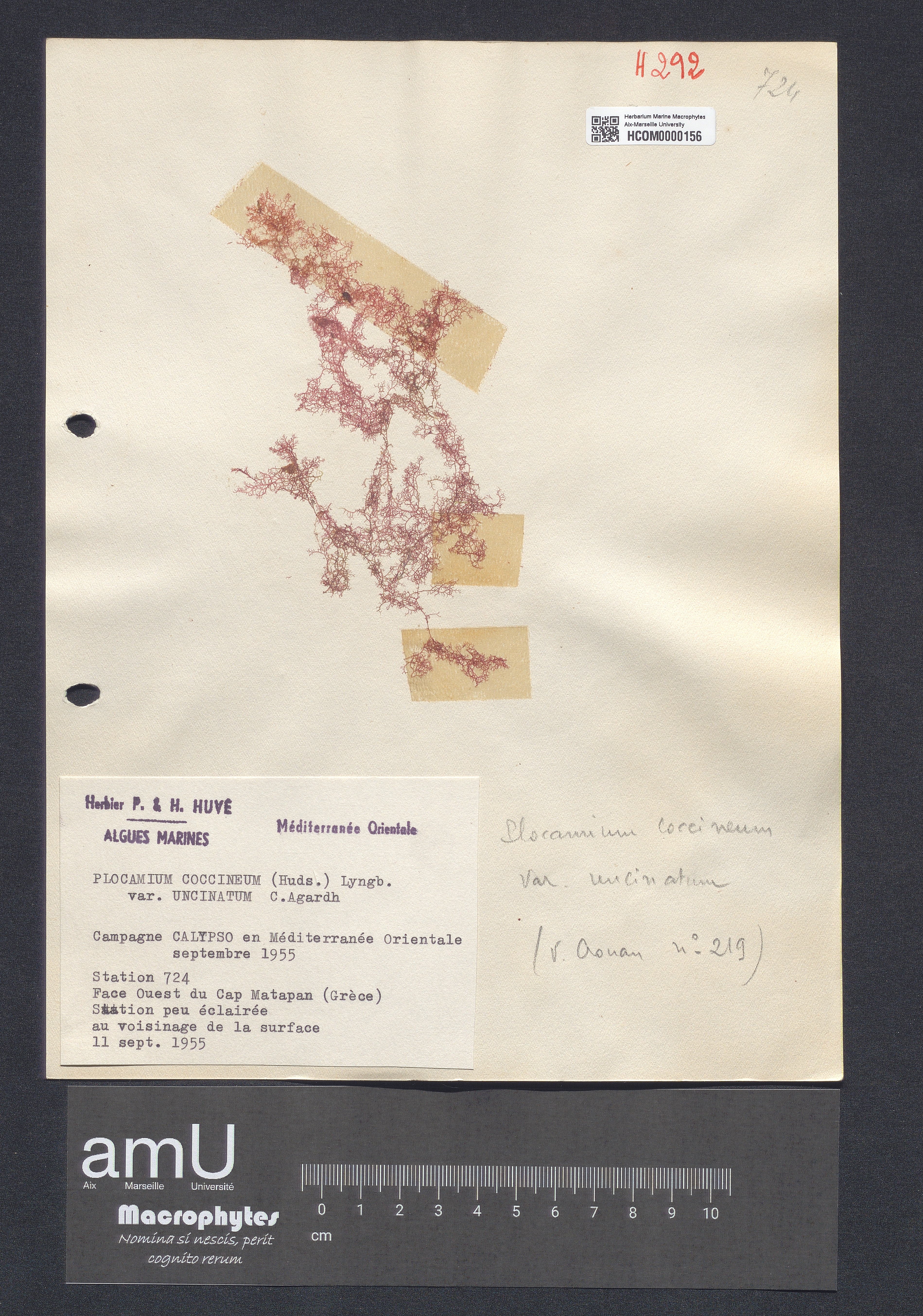 Plocamium coccineum var. uncinatum C. Agardh specimen