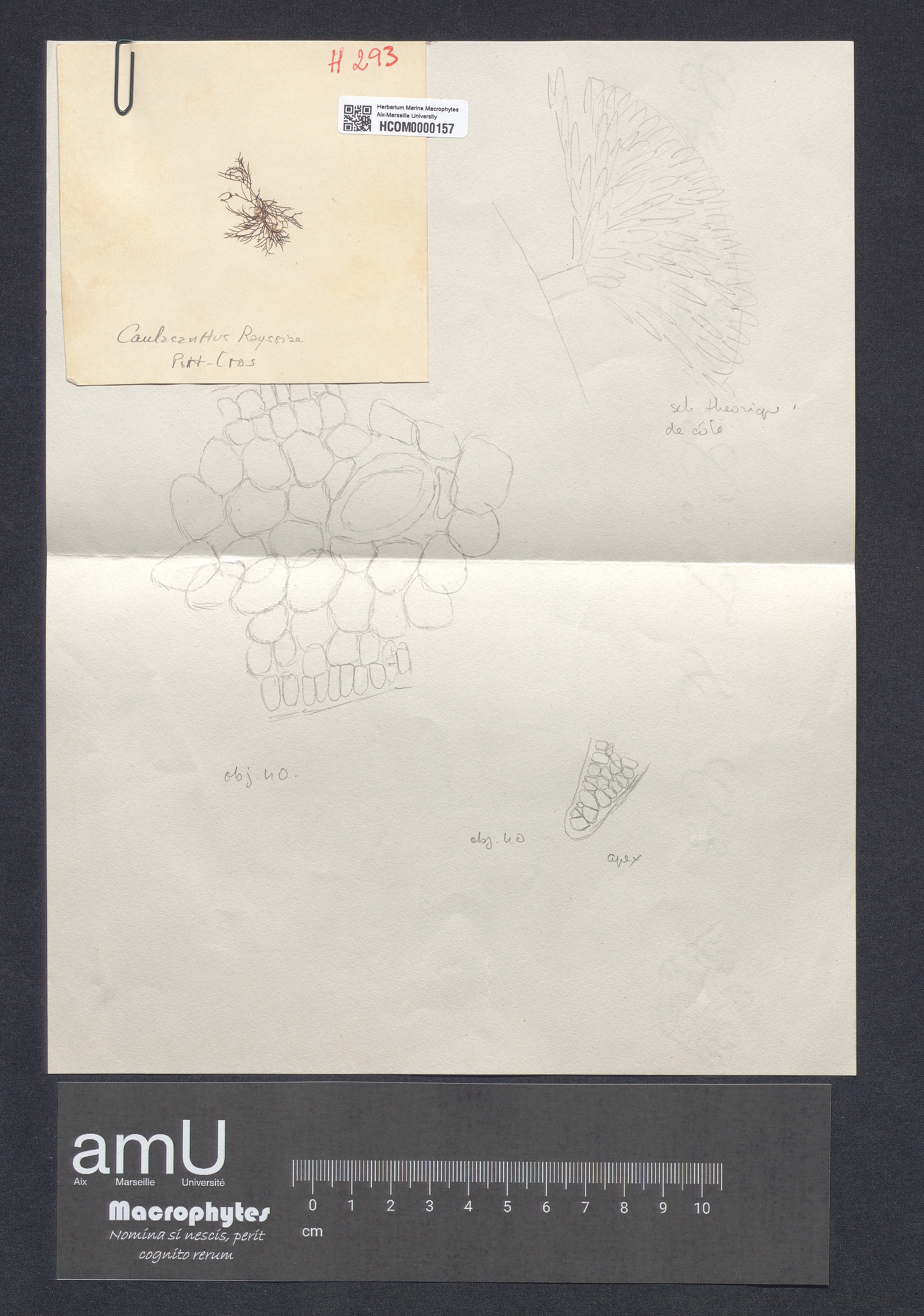 Caulacanthus rayssiae specimen