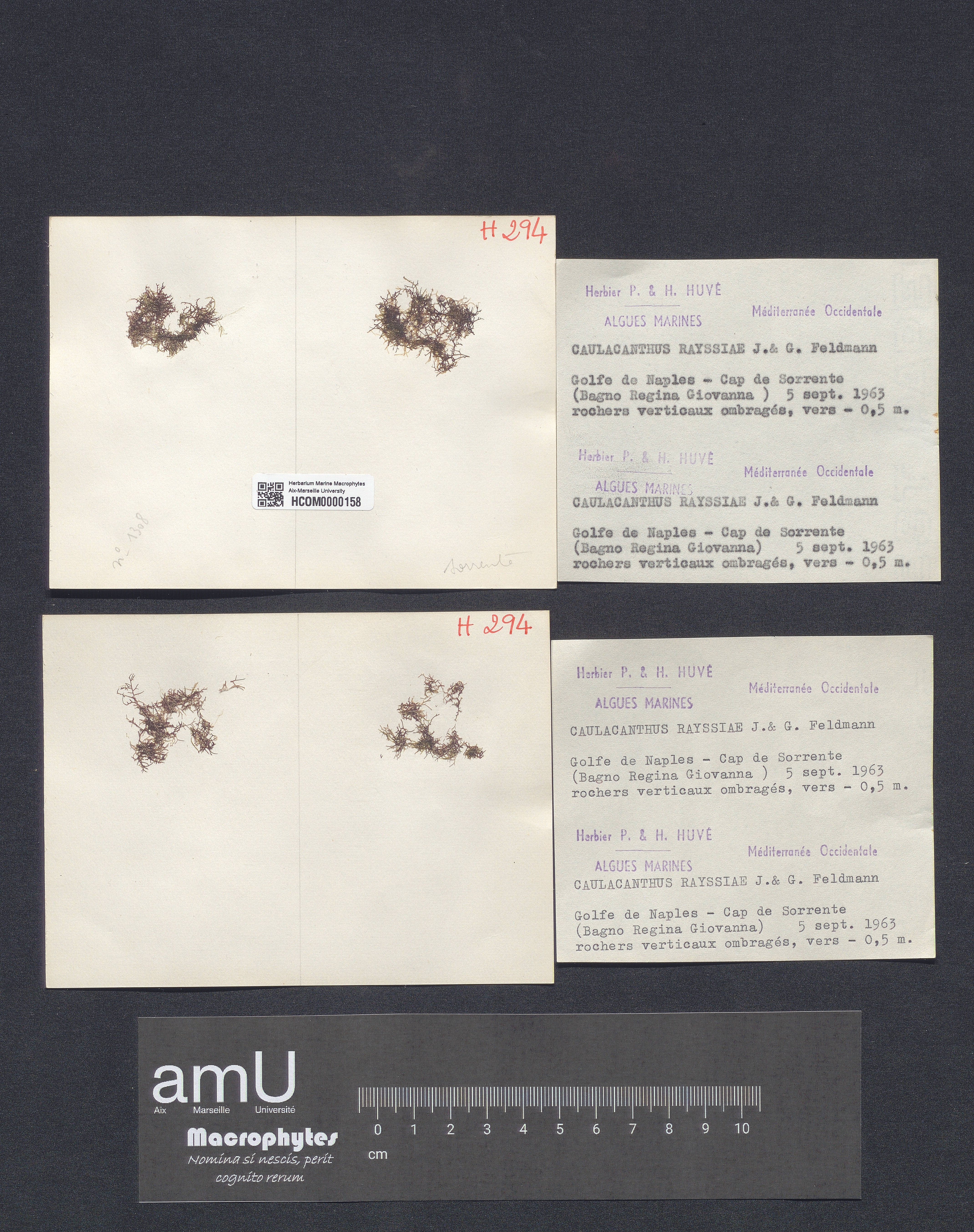 Caulacanthus rayssiae specimen