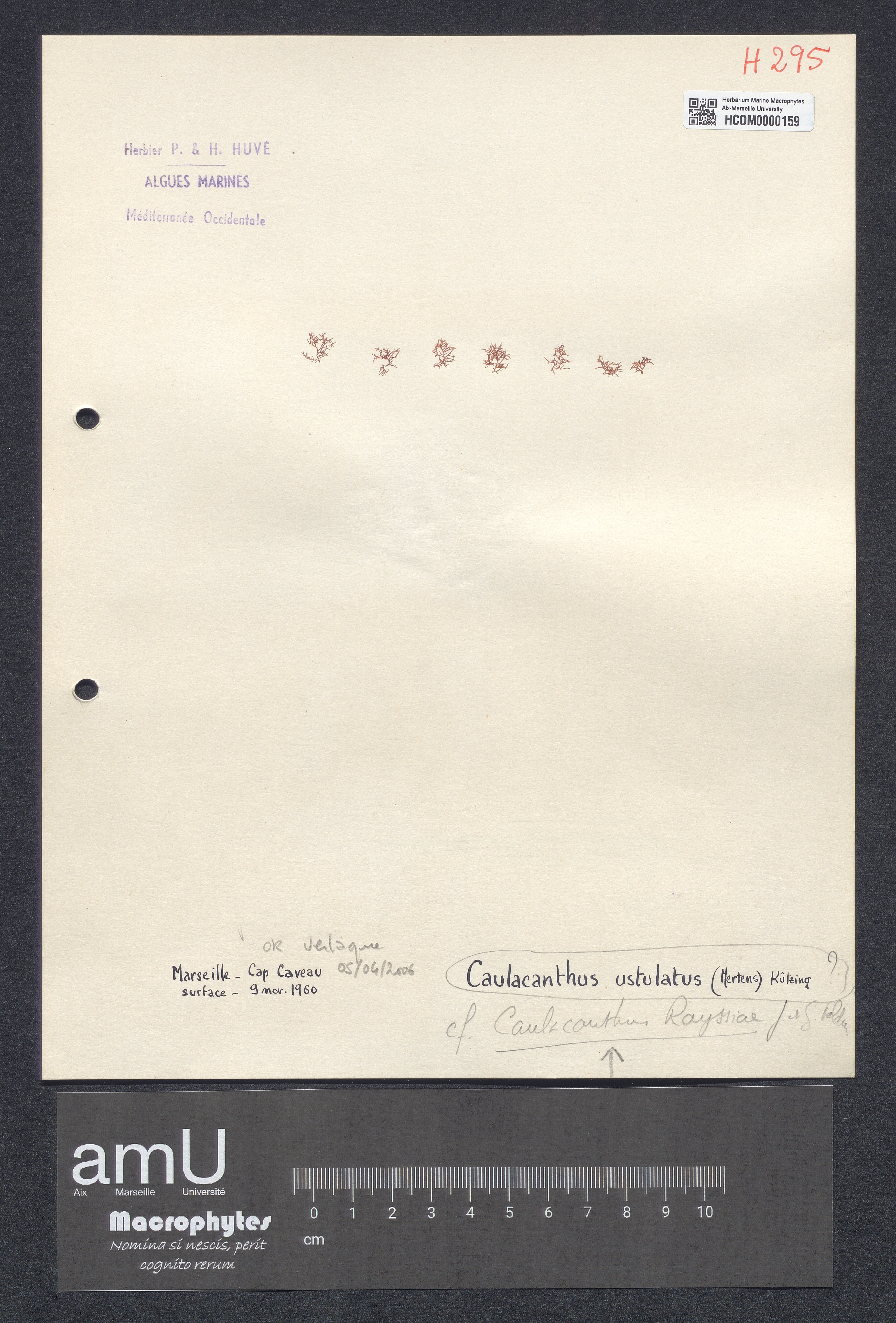 Caulacanthus rayssiae specimen
