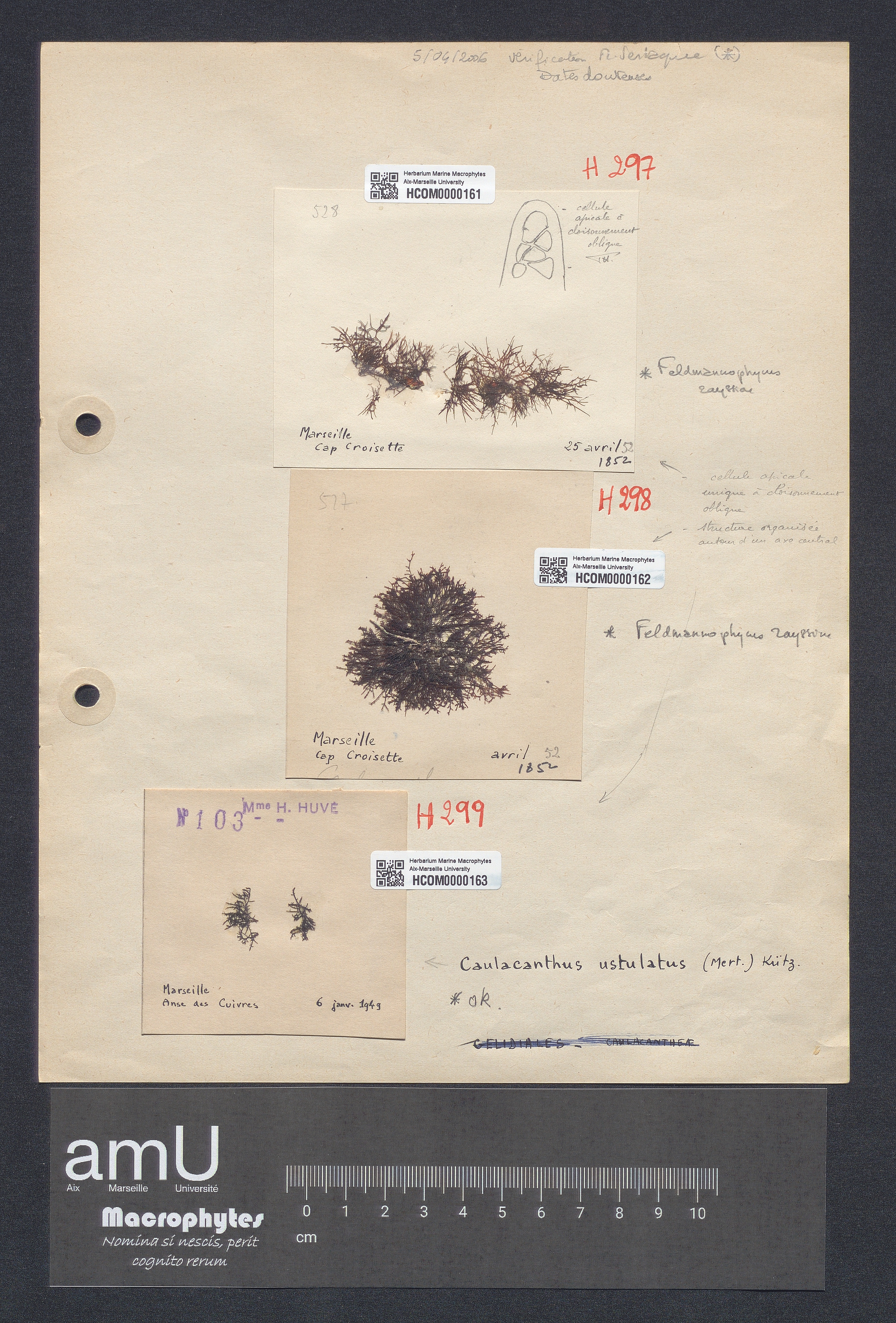 Caulacanthus ustulatus specimen