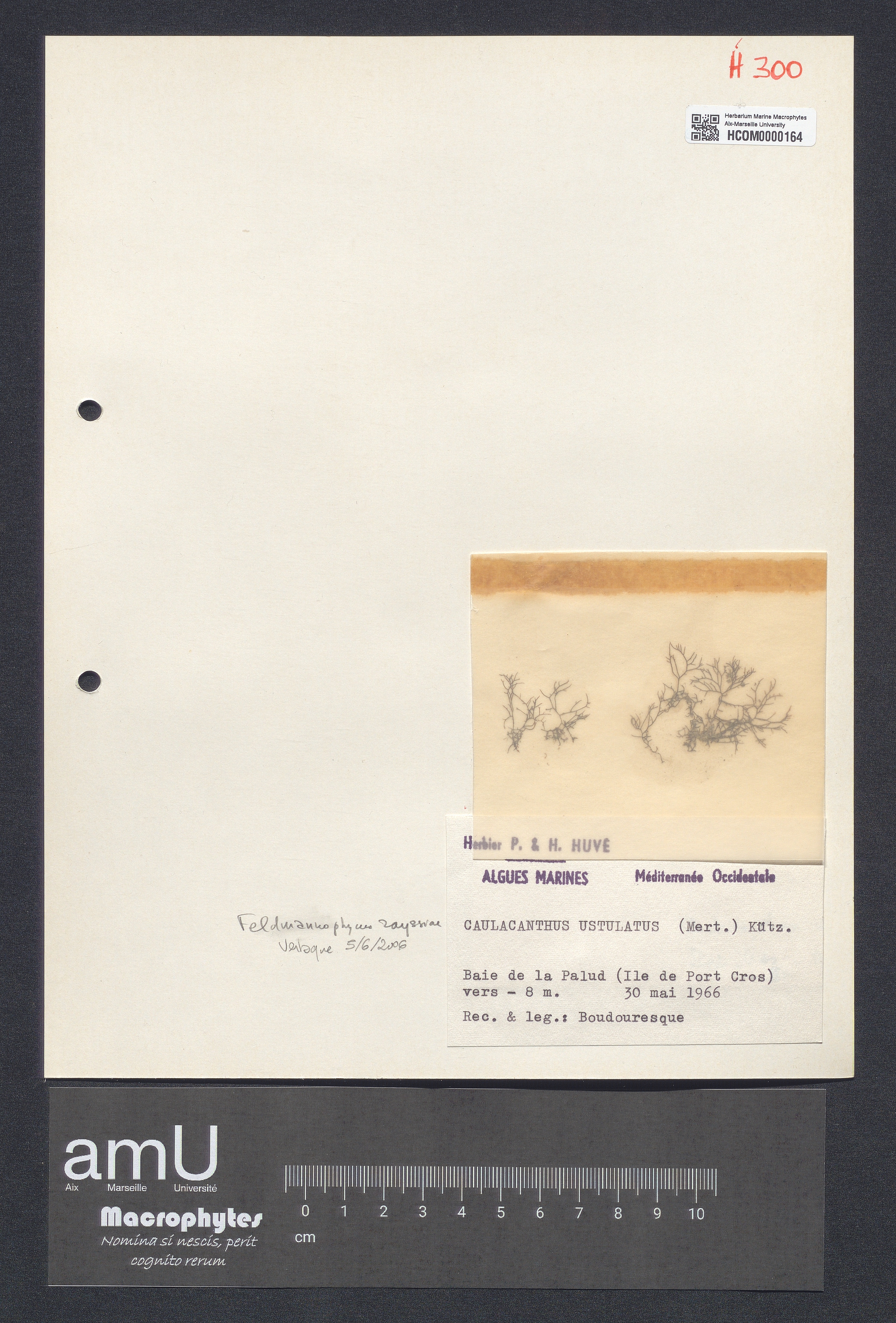 Caulacanthus ustulatus specimen