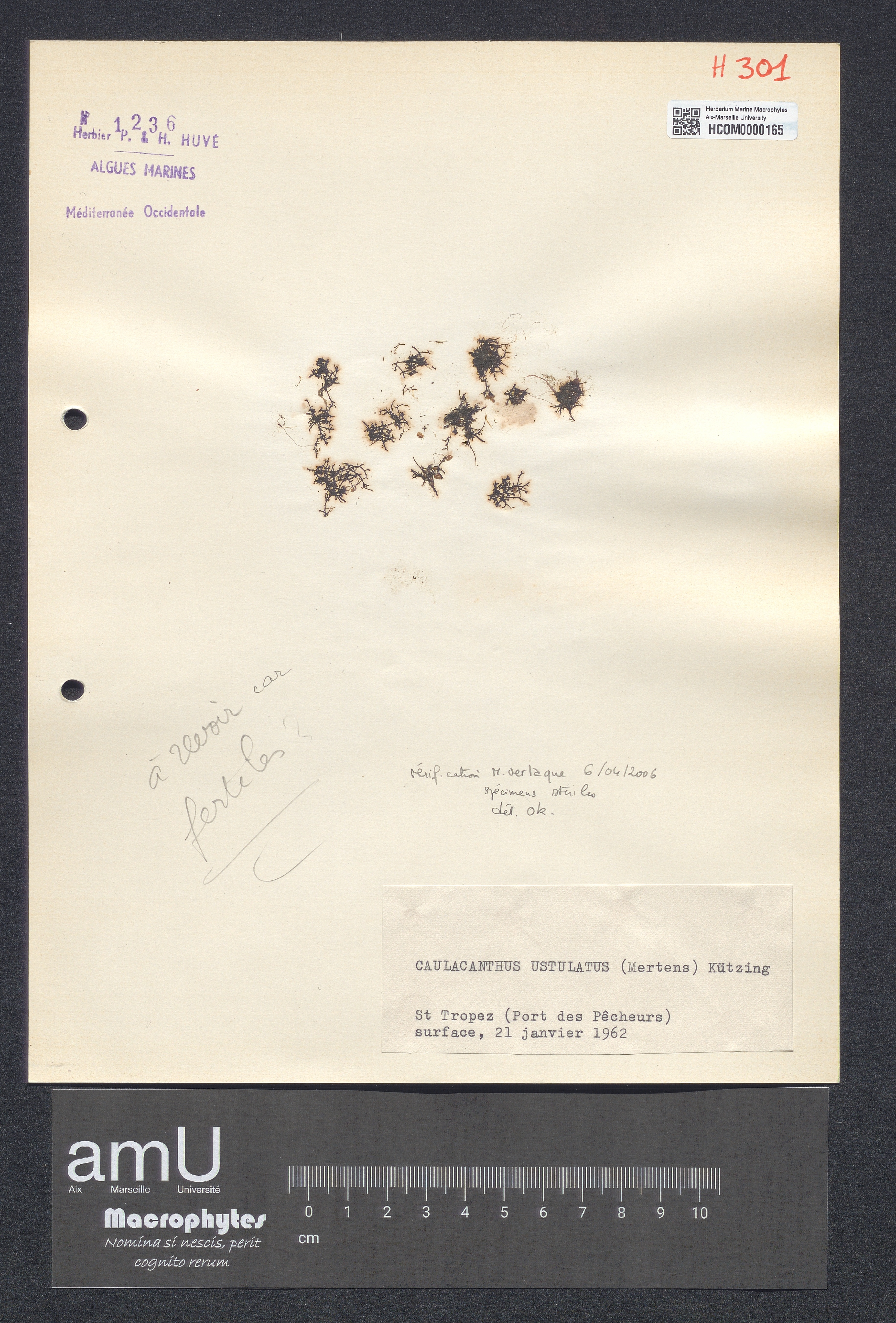 Caulacanthus ustulatus specimen