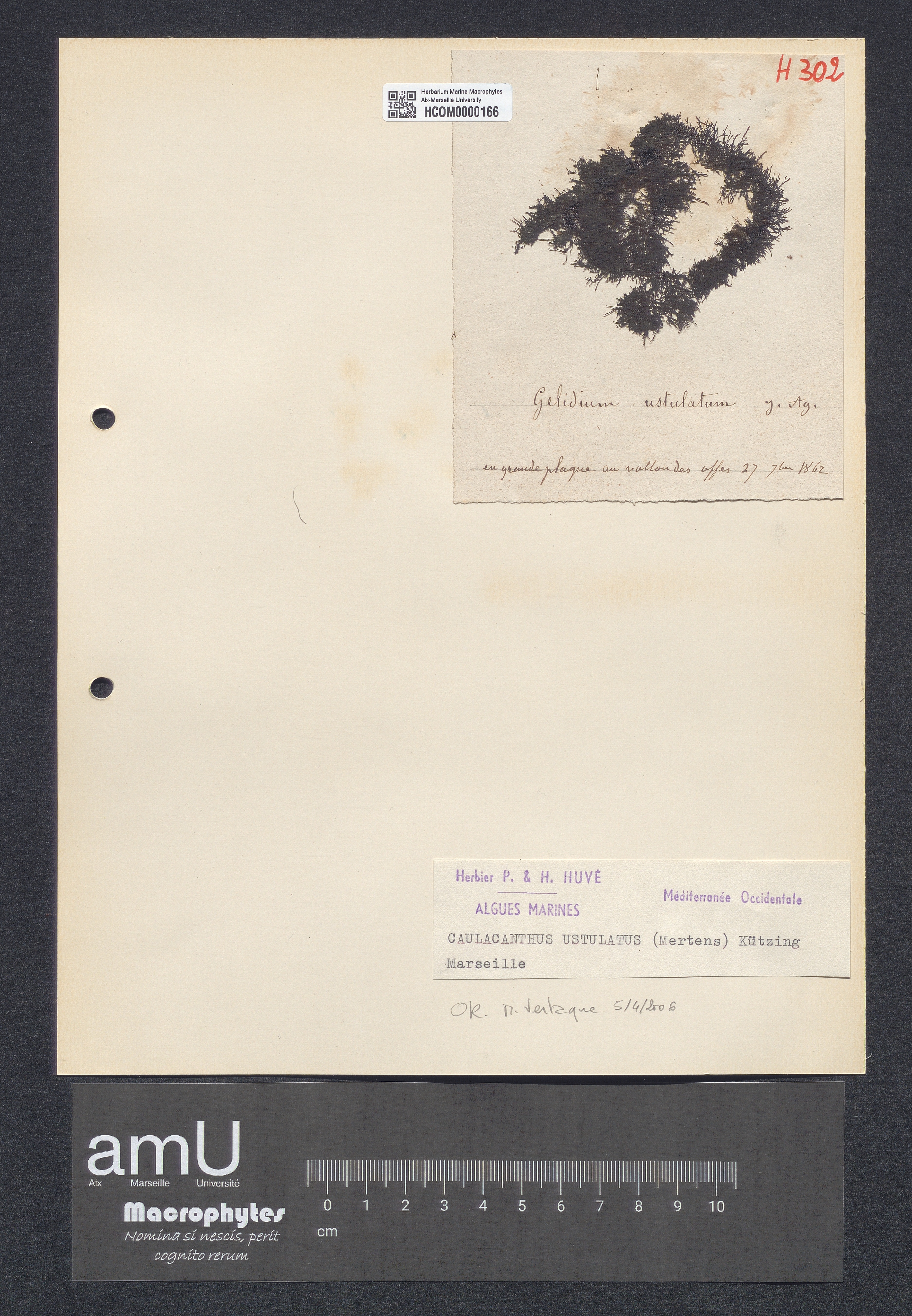 Caulacanthus ustulatus specimen