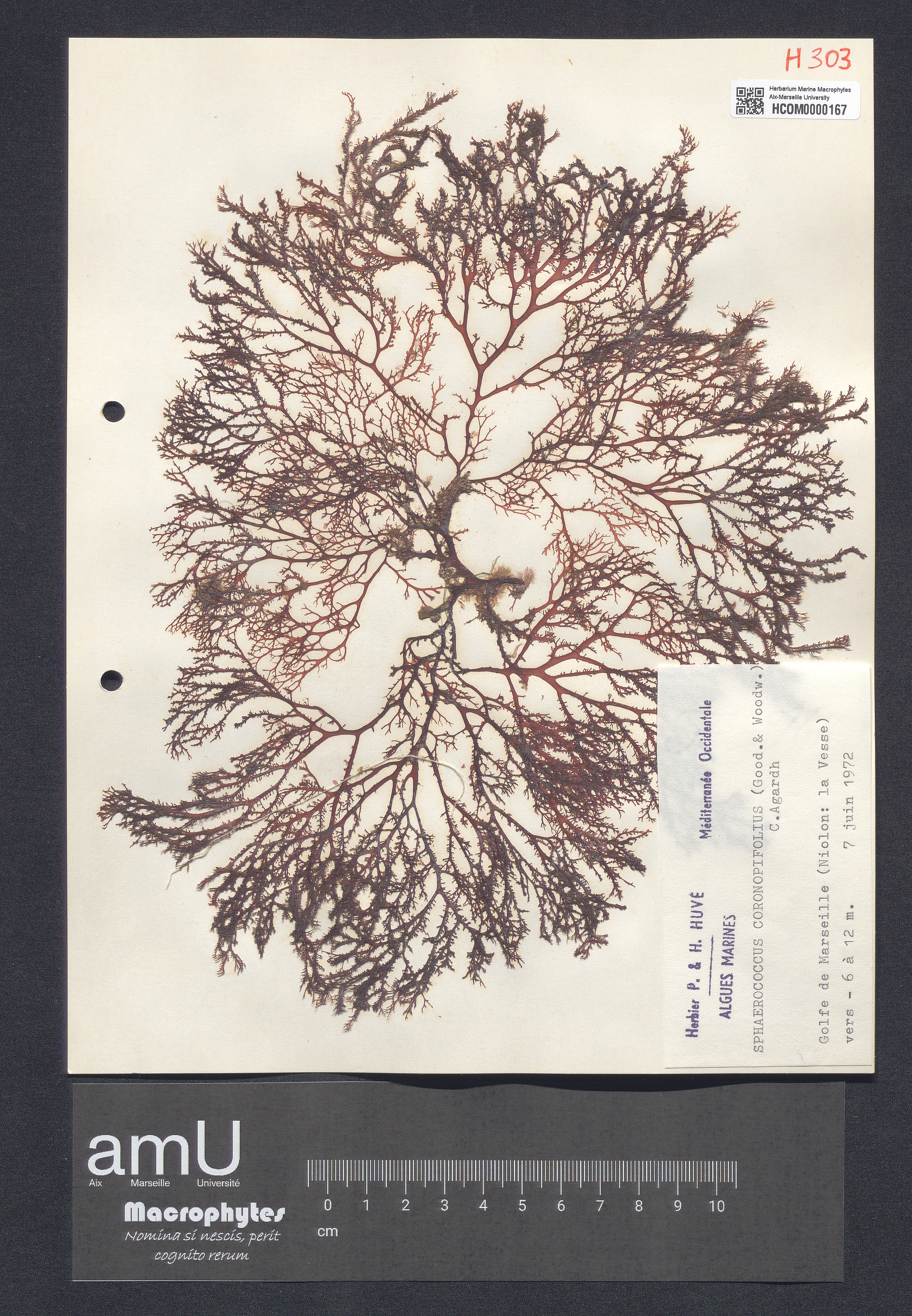 Sphaerococcus coronopifolius specimen