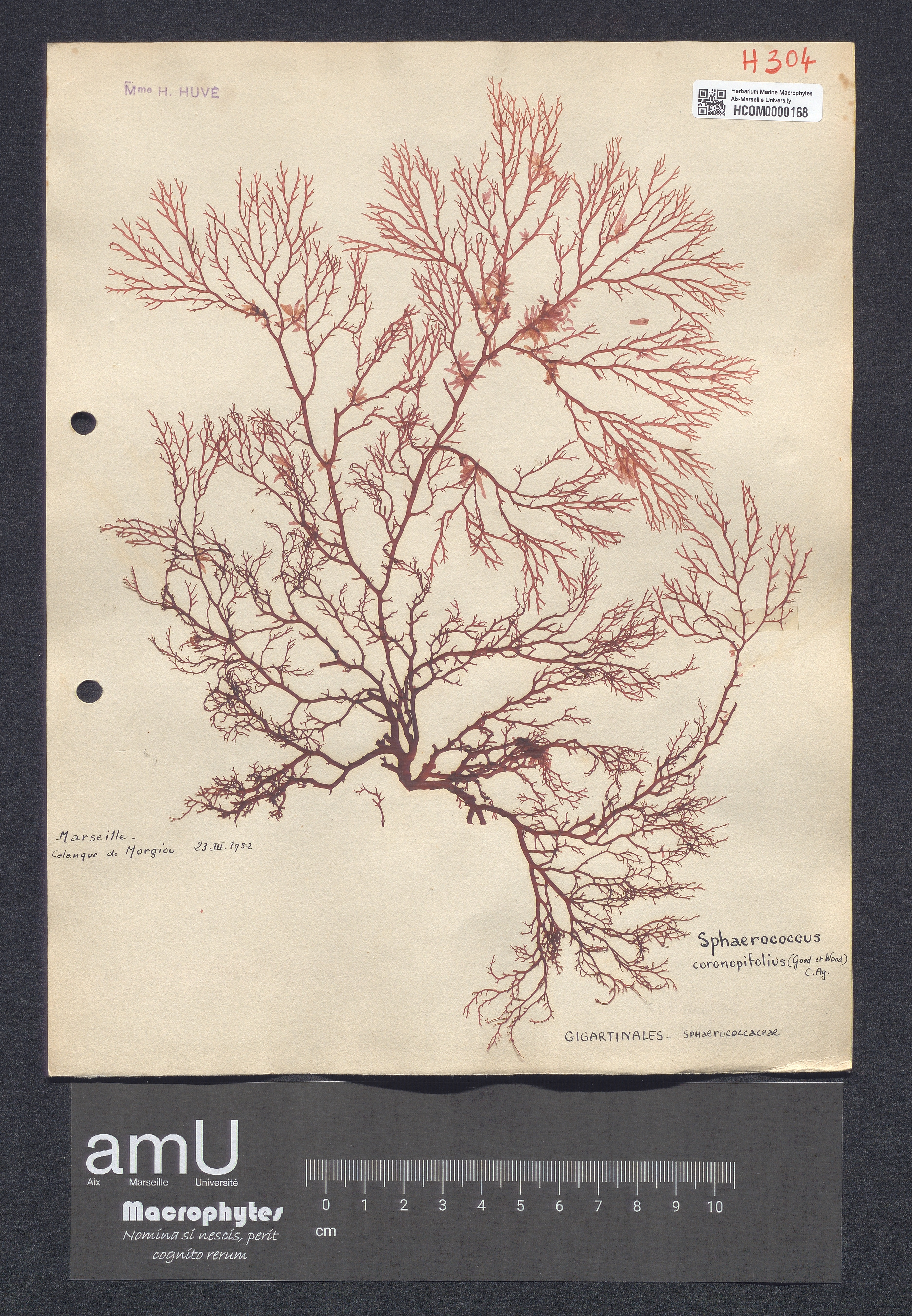Sphaerococcus coronopifolius specimen