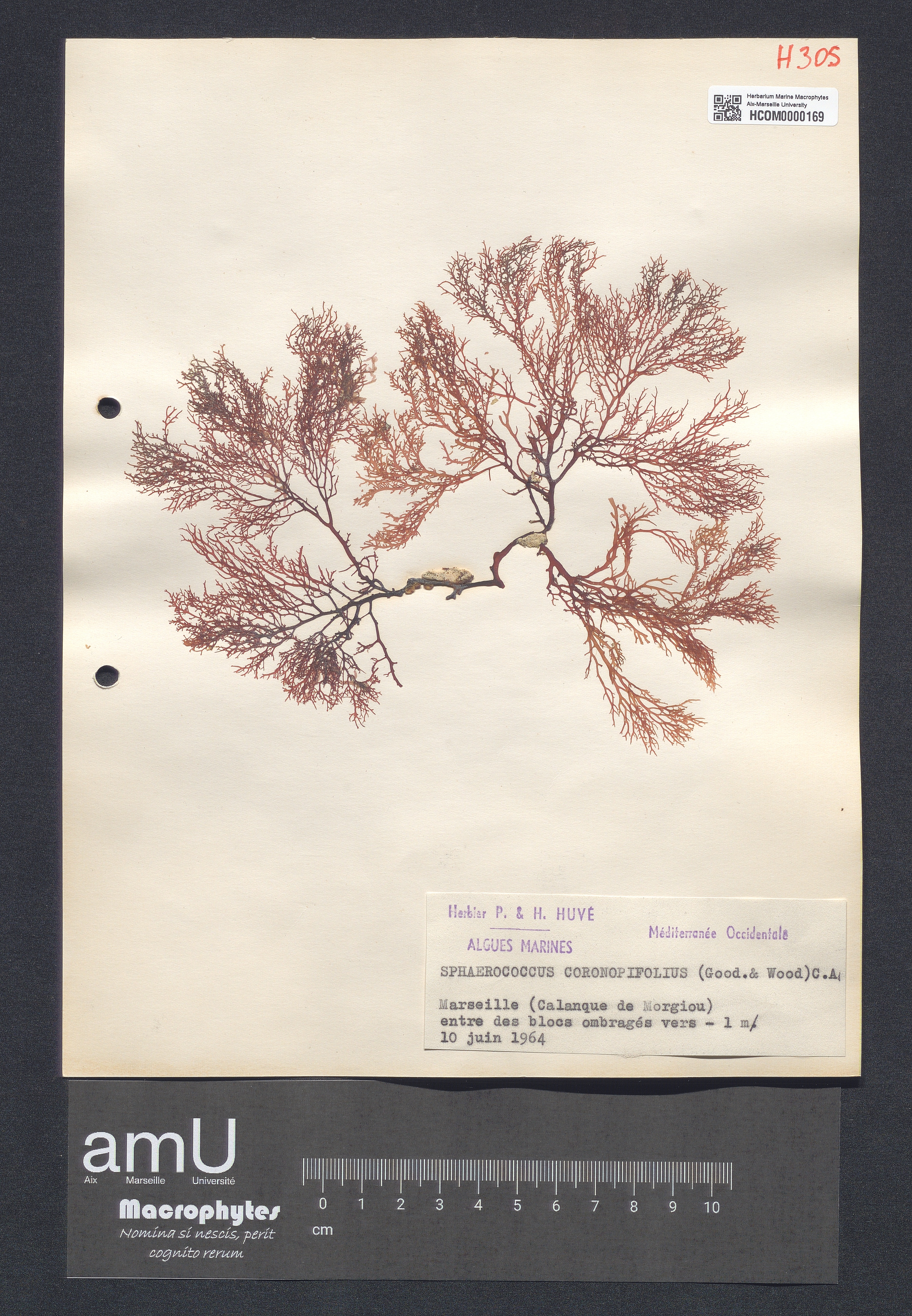 Sphaerococcus coronopifolius specimen