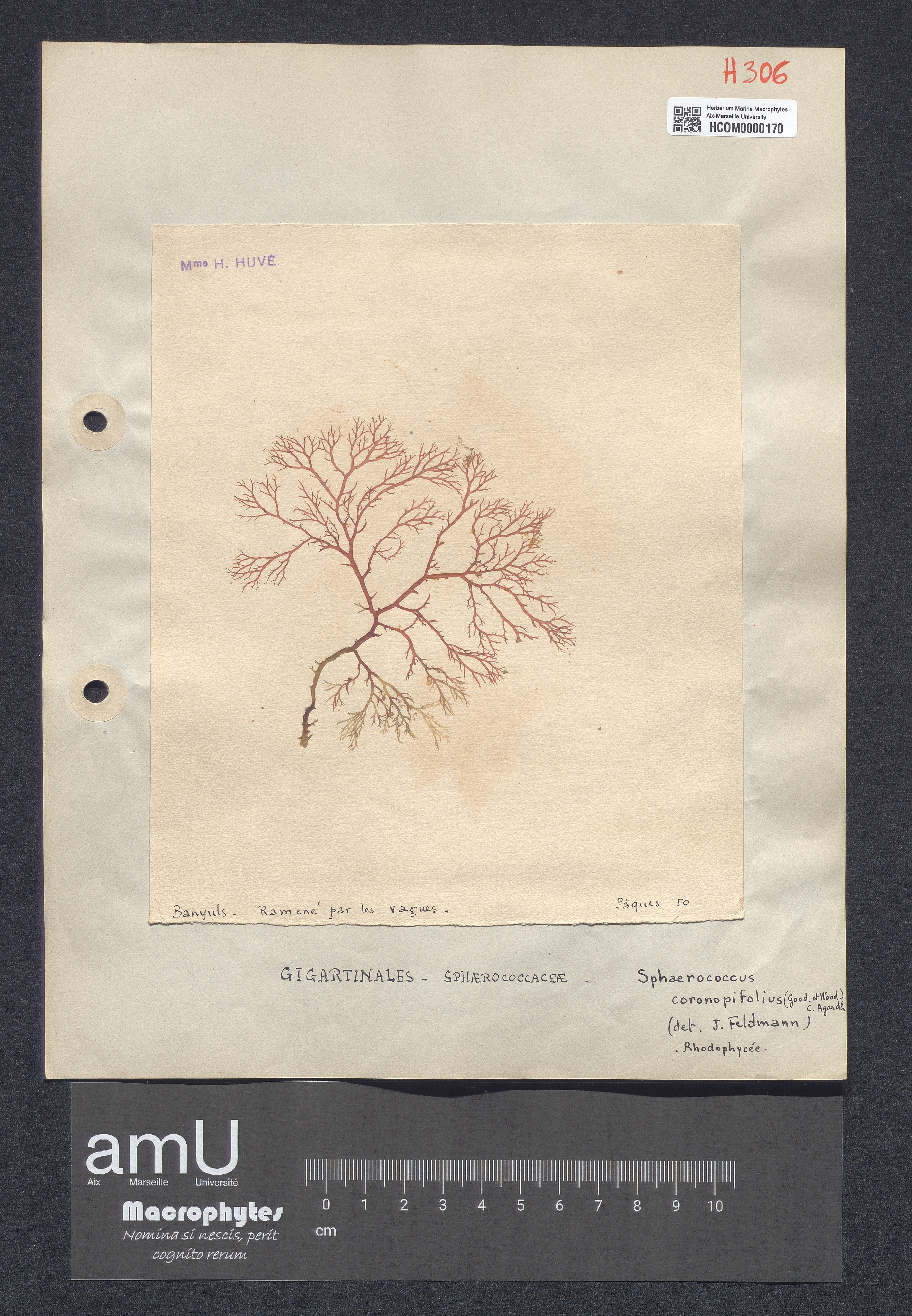Sphaerococcus coronopifolius specimen