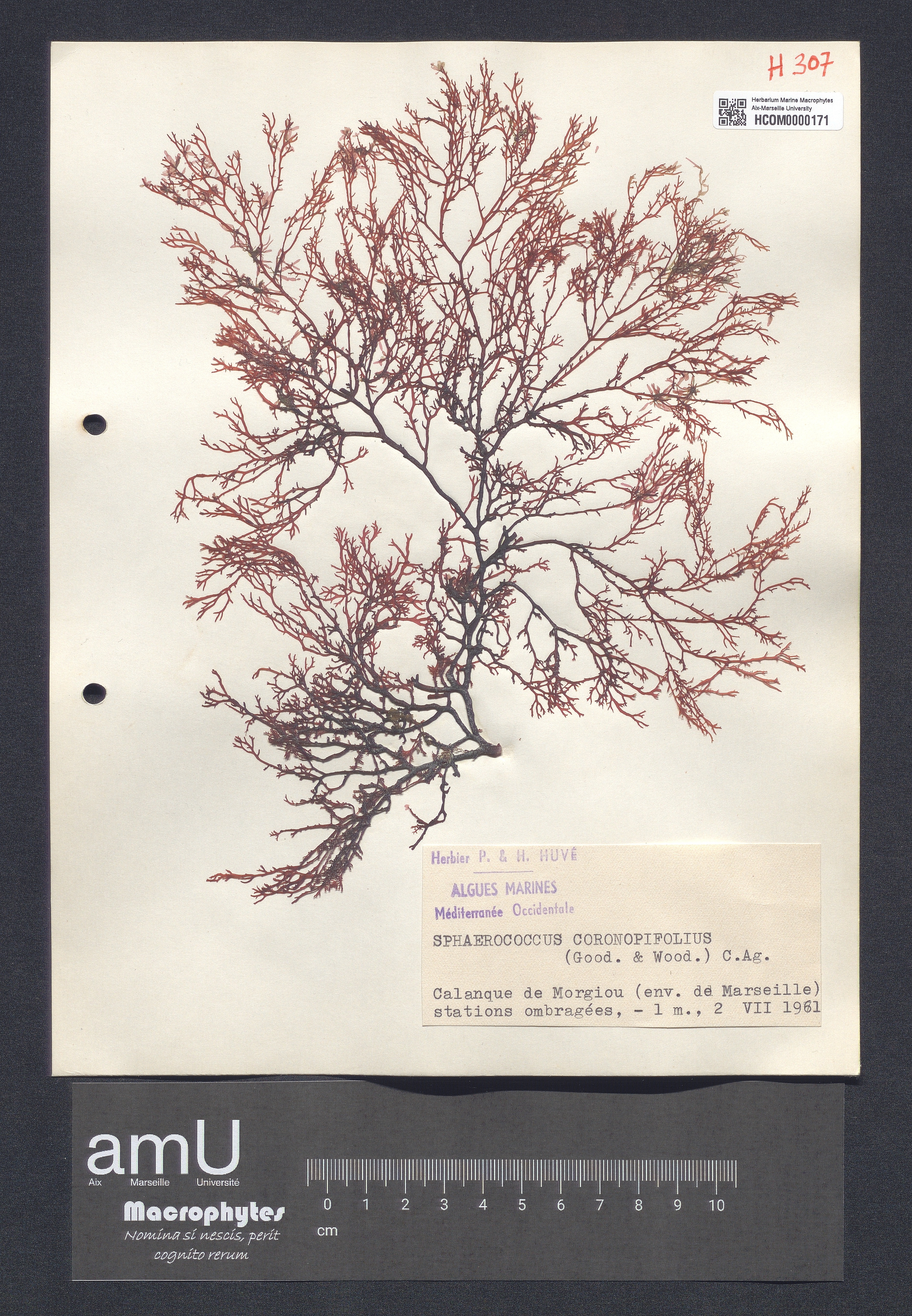 Sphaerococcus coronopifolius specimen