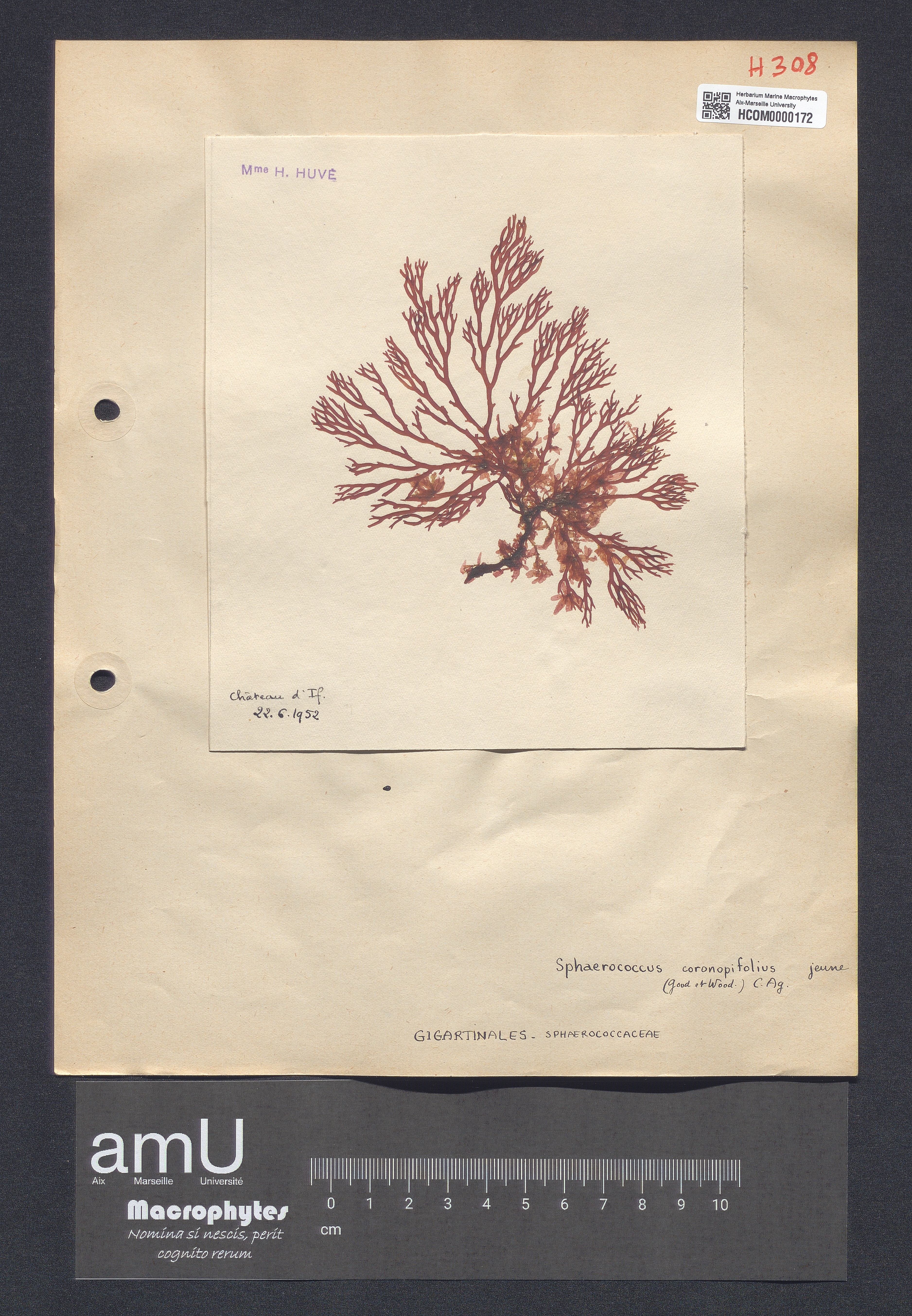 Sphaerococcus coronopifolius specimen