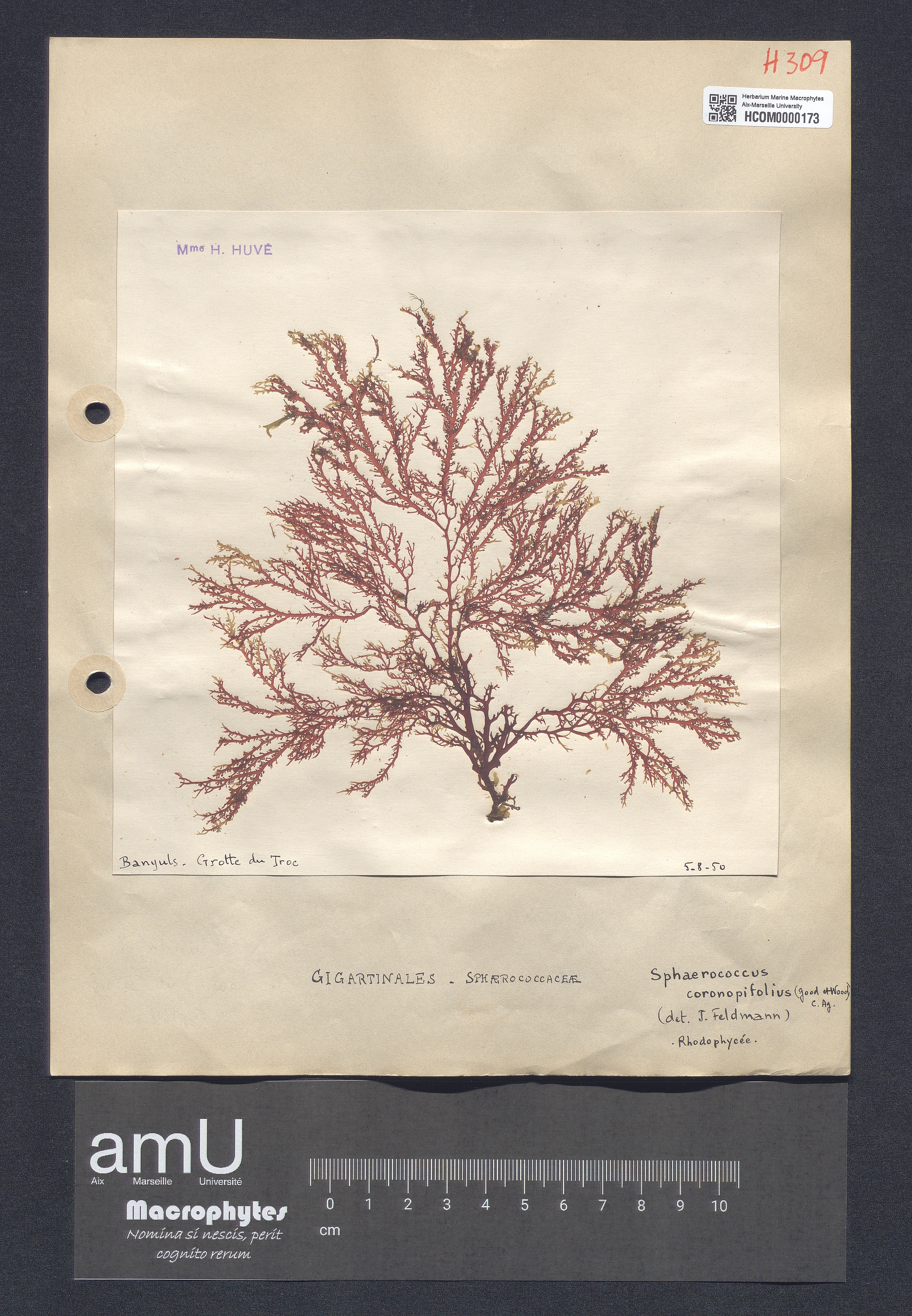 Sphaerococcus coronopifolius specimen