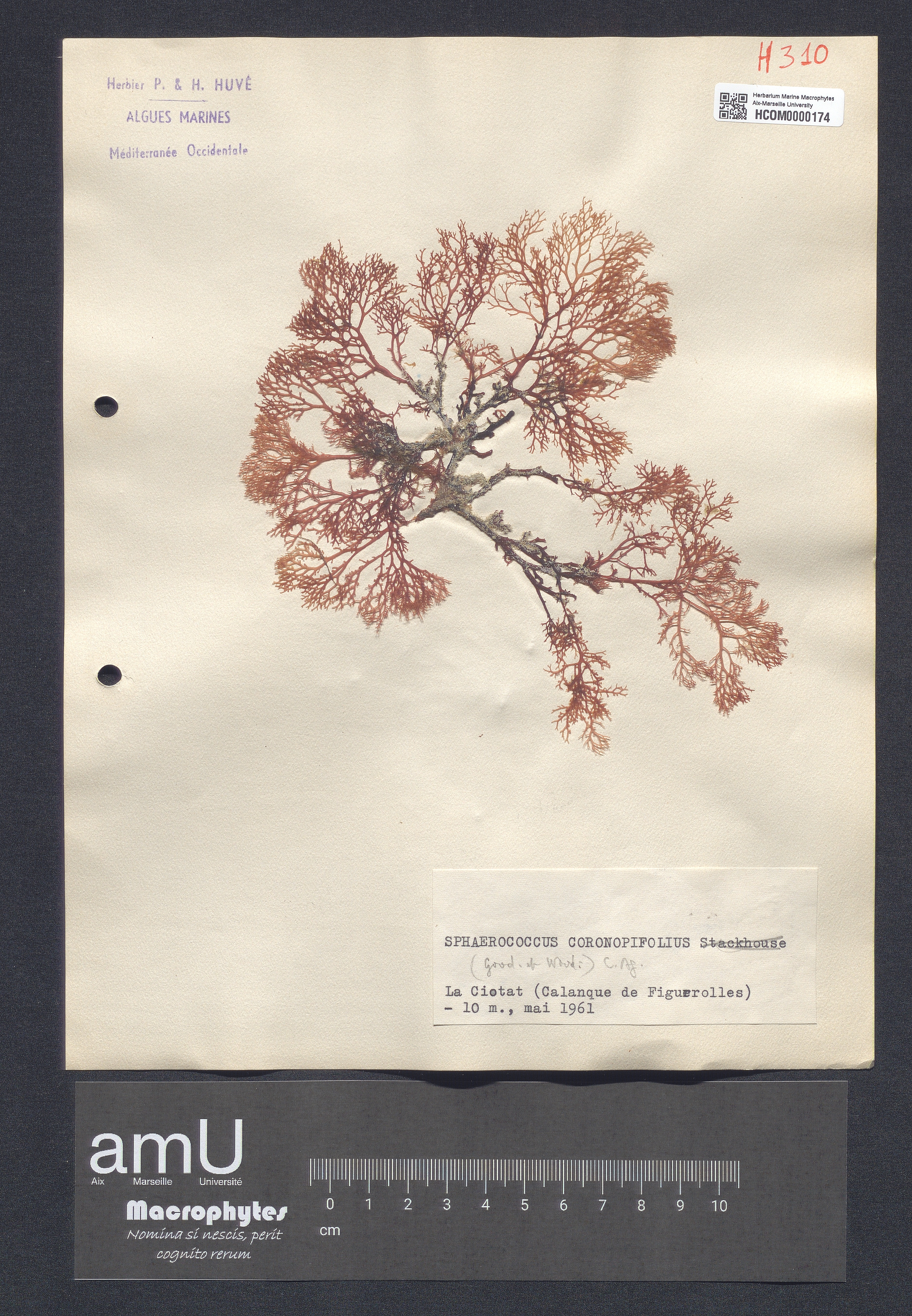 Sphaerococcus coronopifolius specimen
