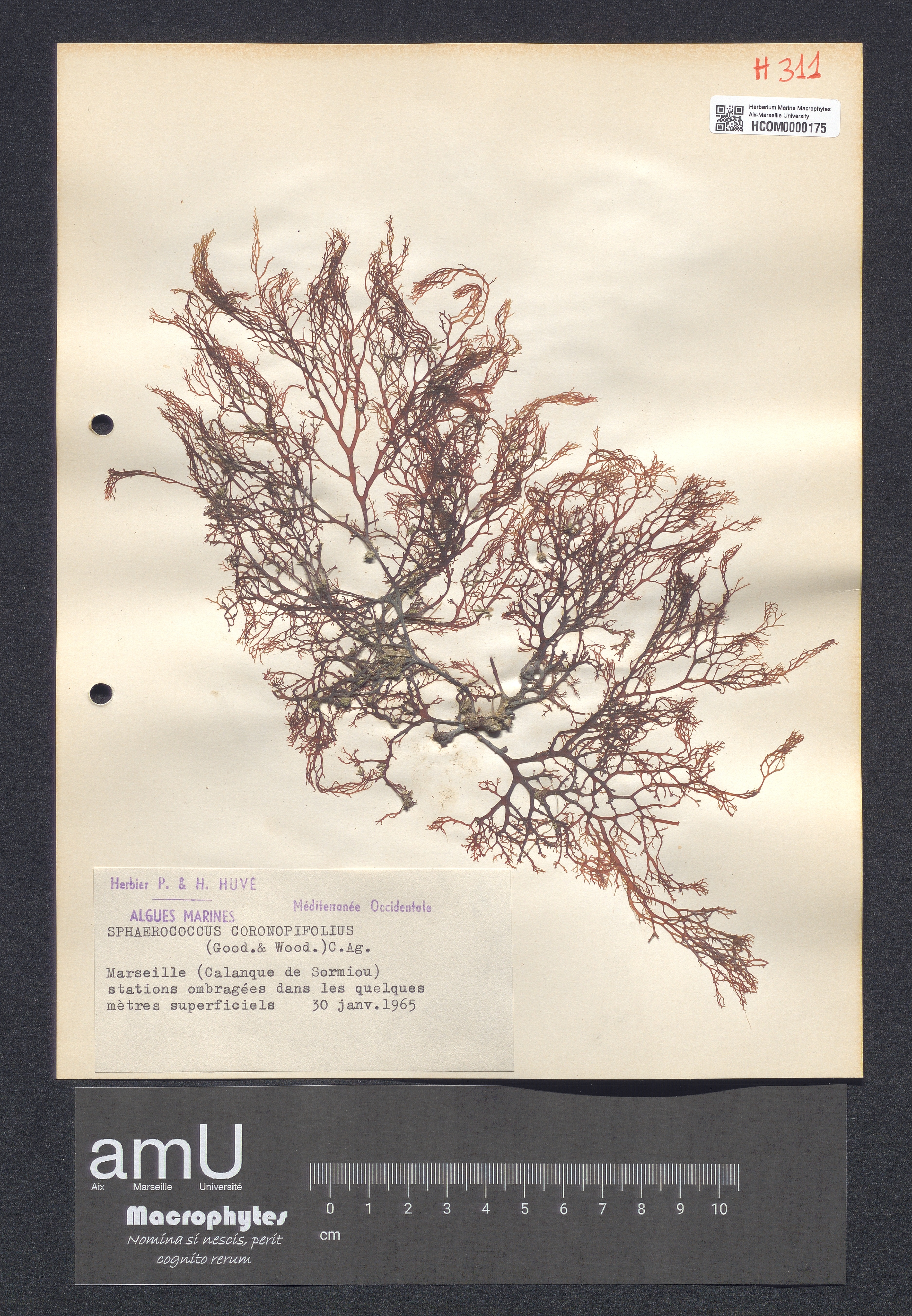 Sphaerococcus coronopifolius specimen