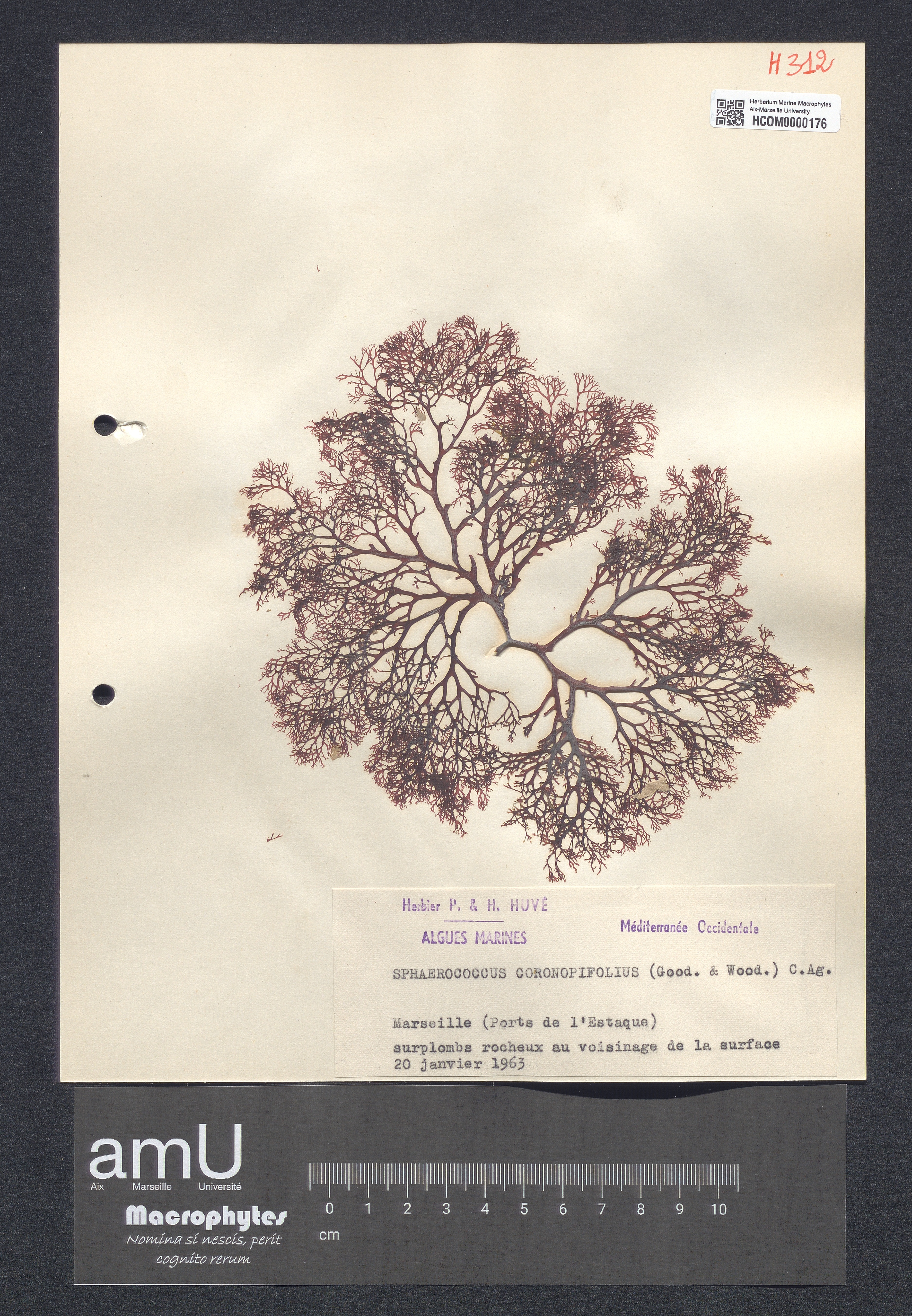 Sphaerococcus coronopifolius specimen
