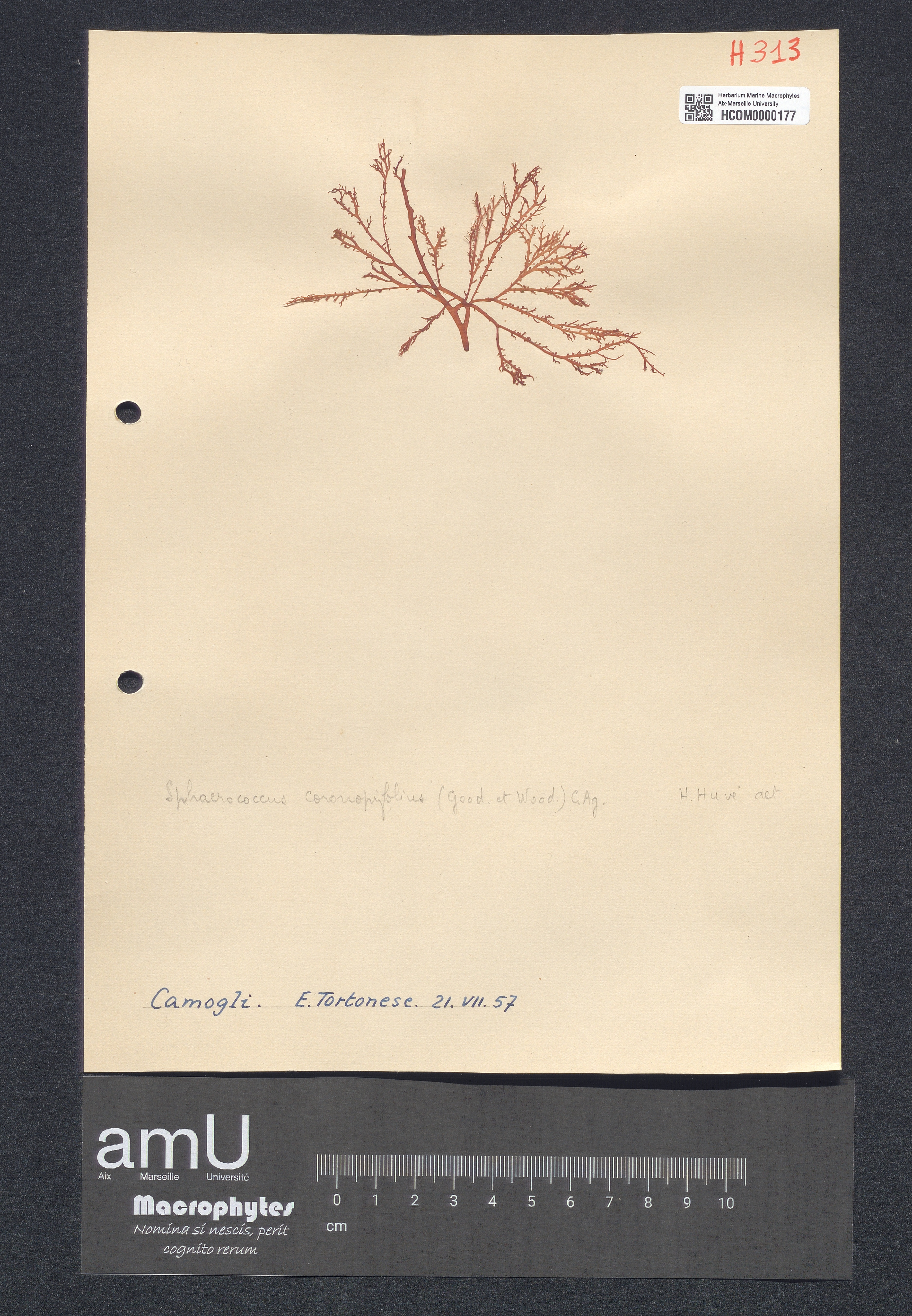 Sphaerococcus coronopifolius specimen