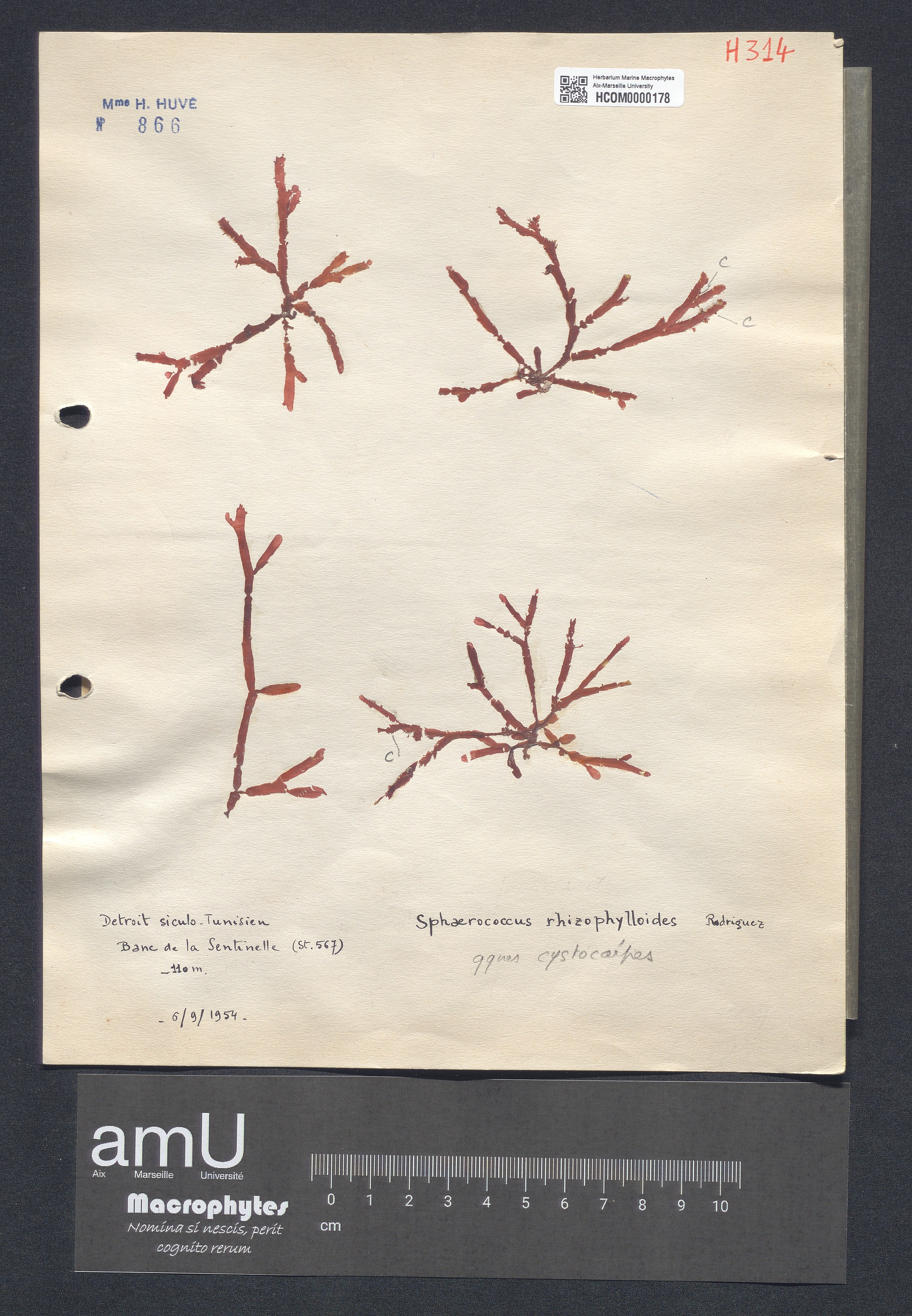 Sphaerococcus rhizophylloides specimen