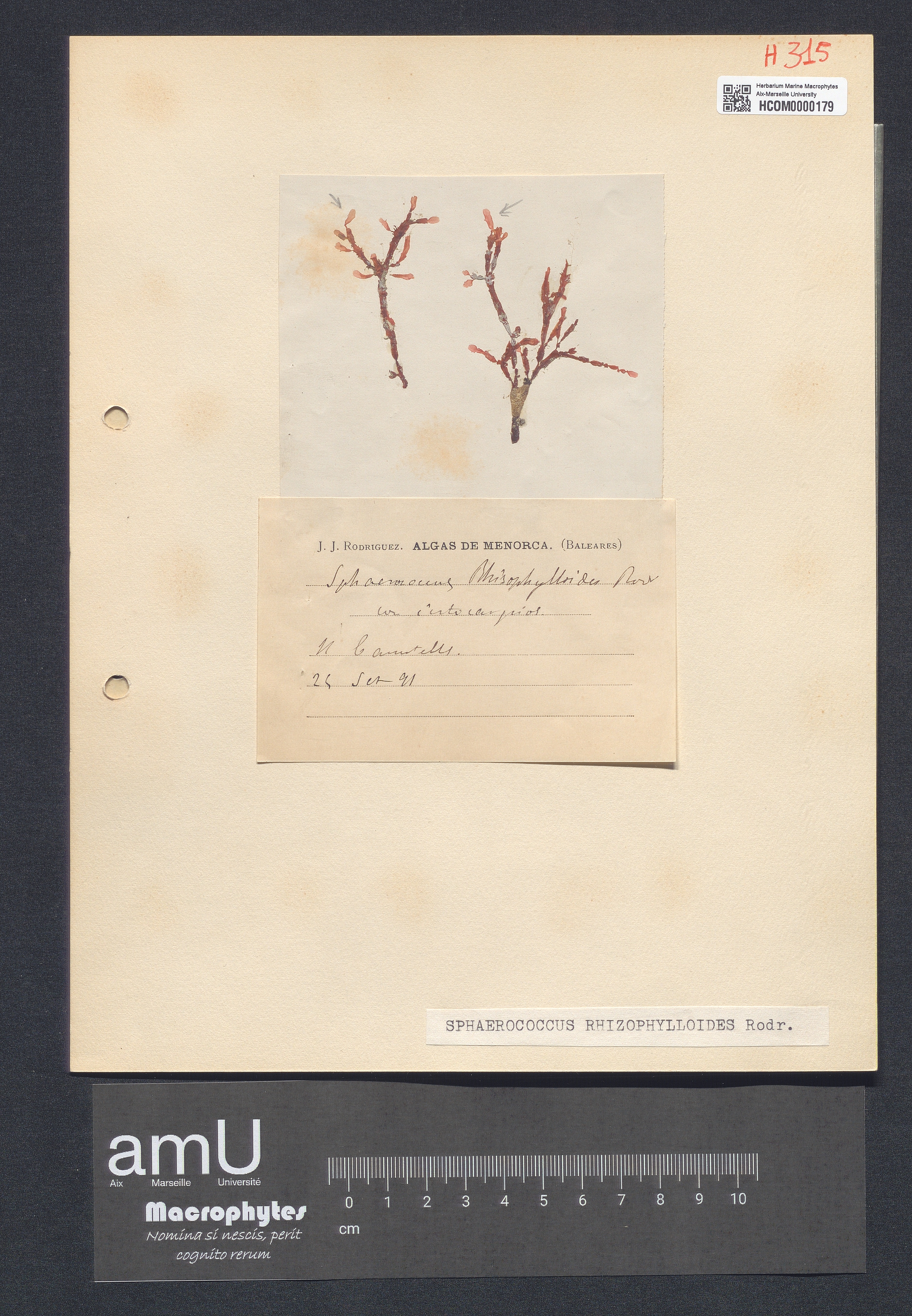 Sphaerococcus rhizophylloides specimen