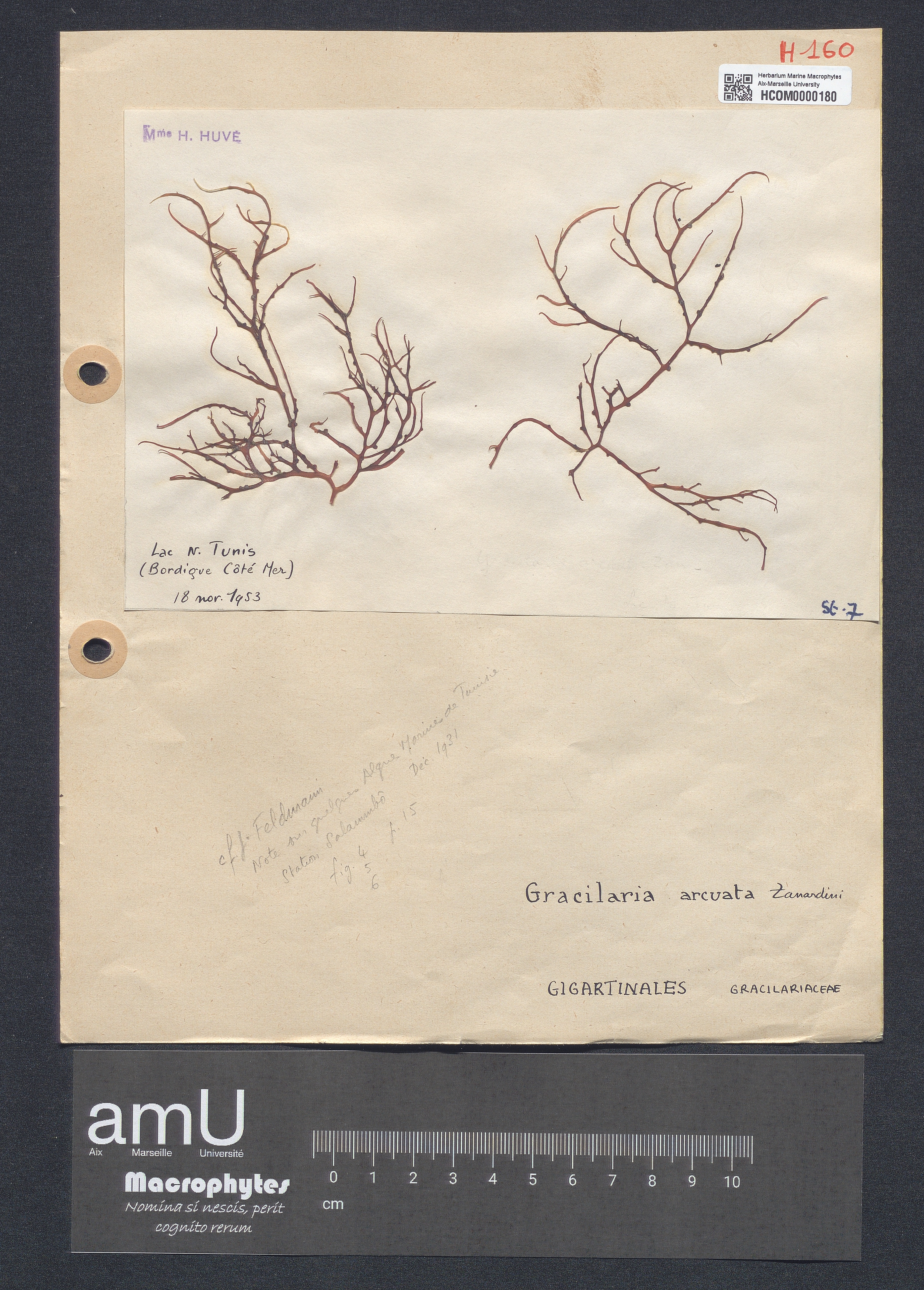 Gracilaria arcuata specimen