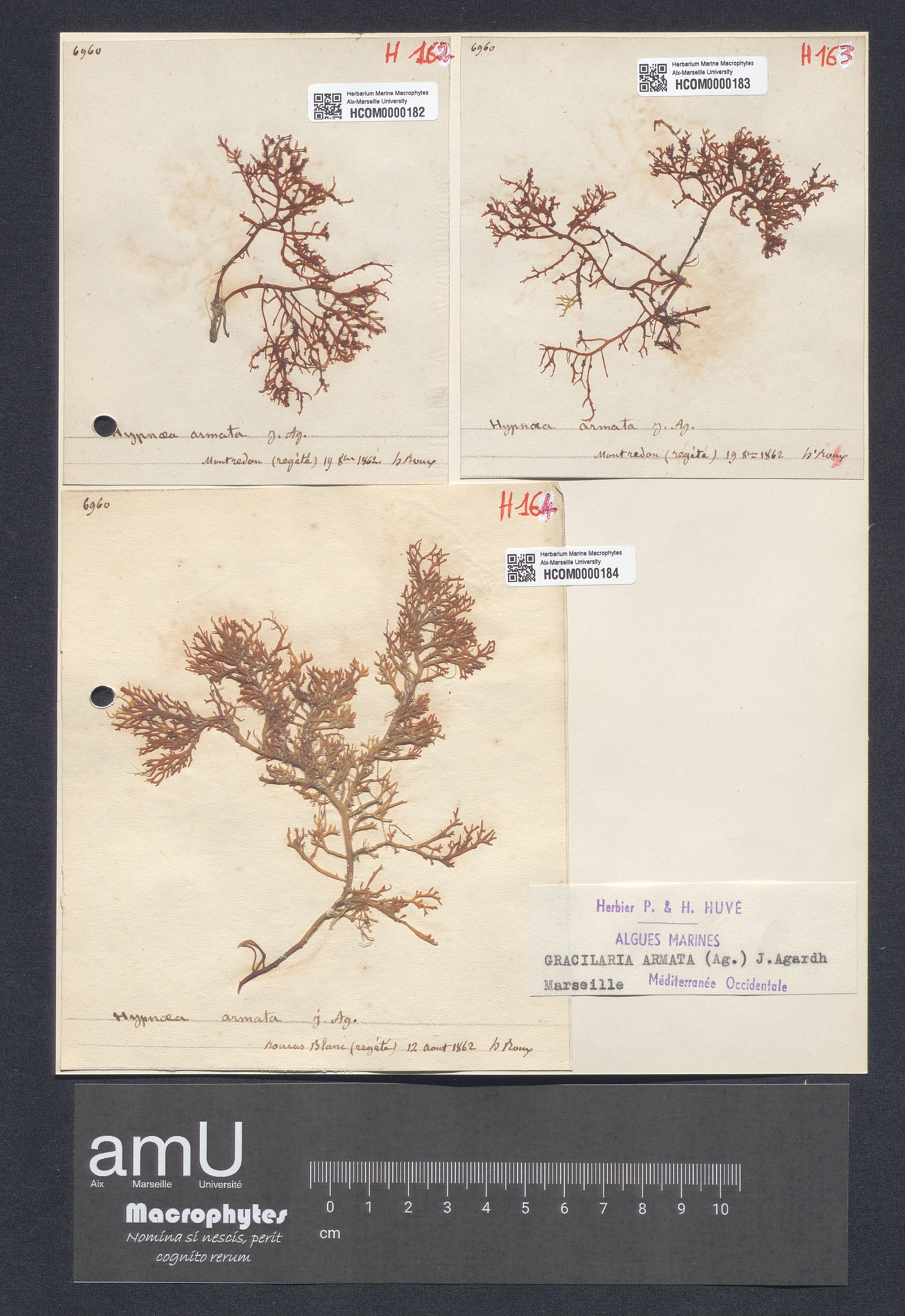 Gracilaria armata specimen