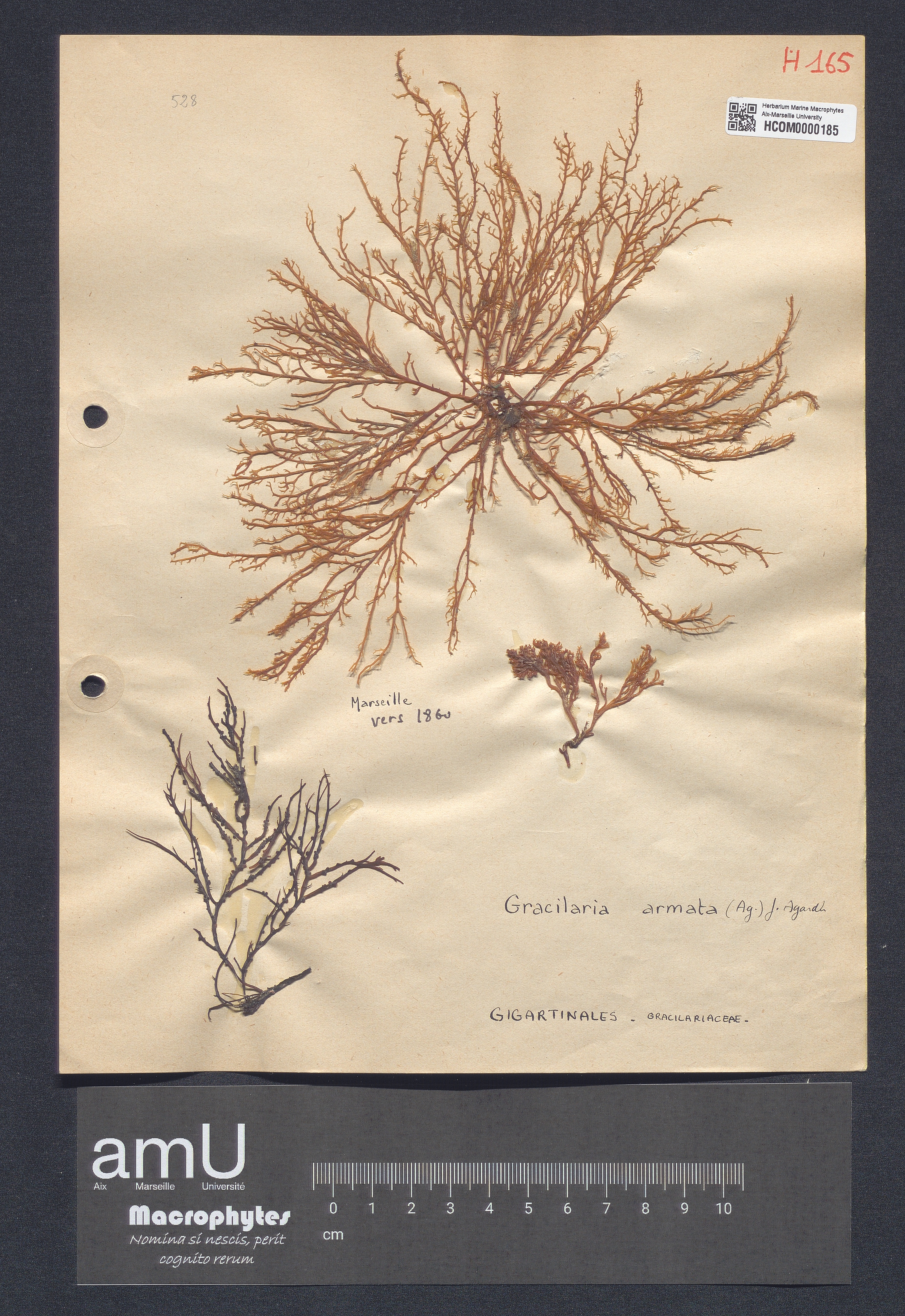 Gracilaria armata specimen