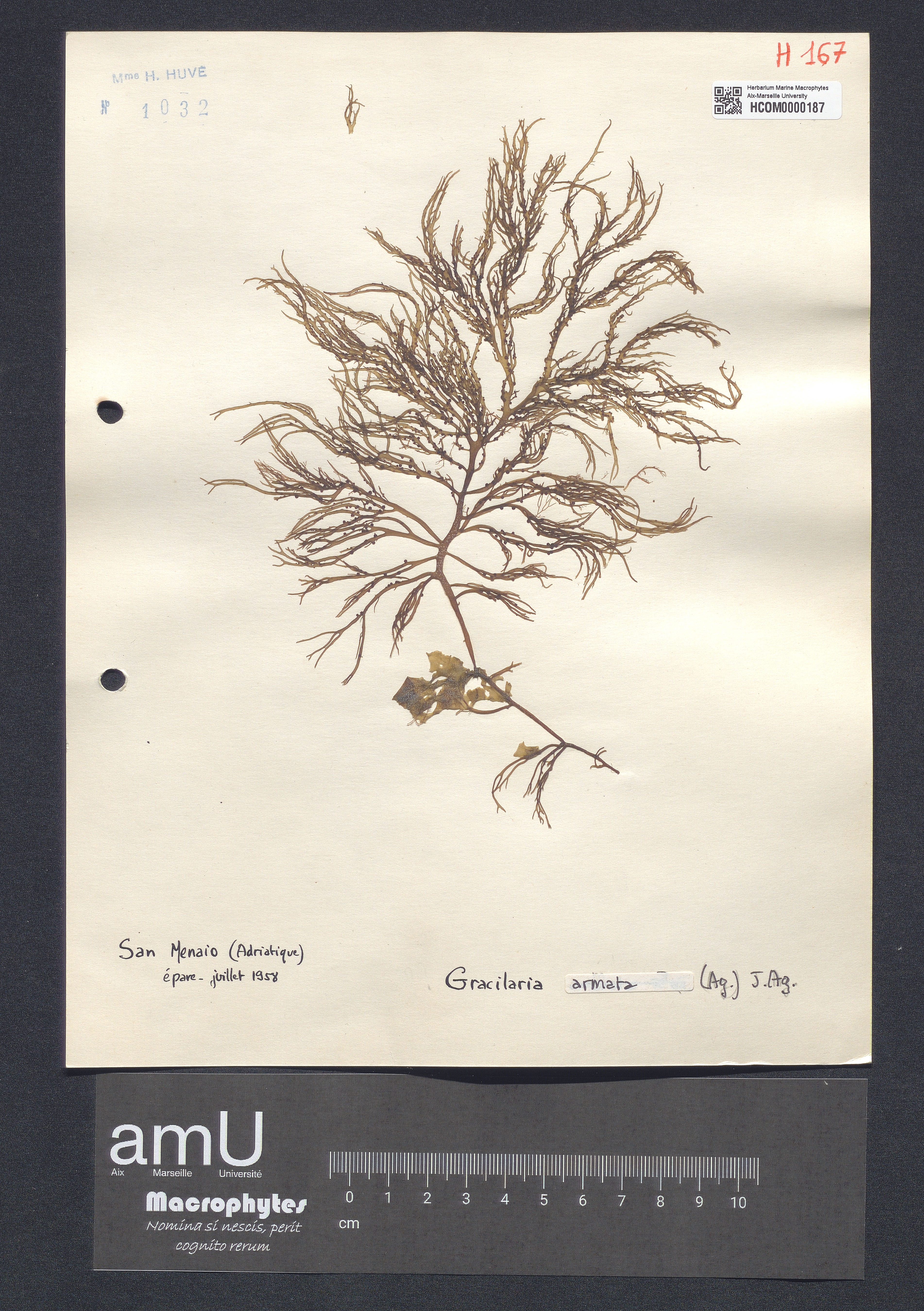Gracilaria armata specimen