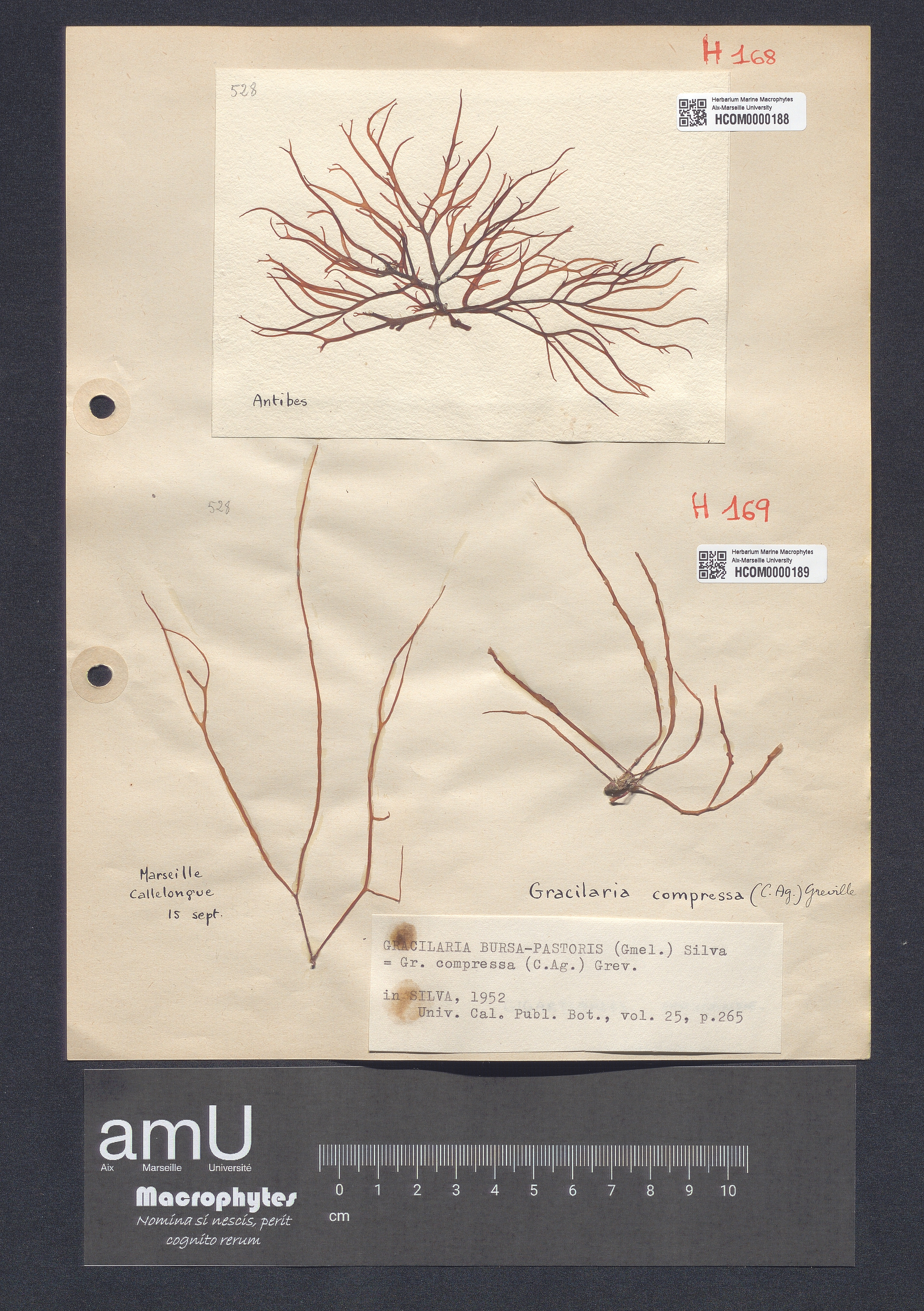 Gracilaria bursa-pastoris specimen