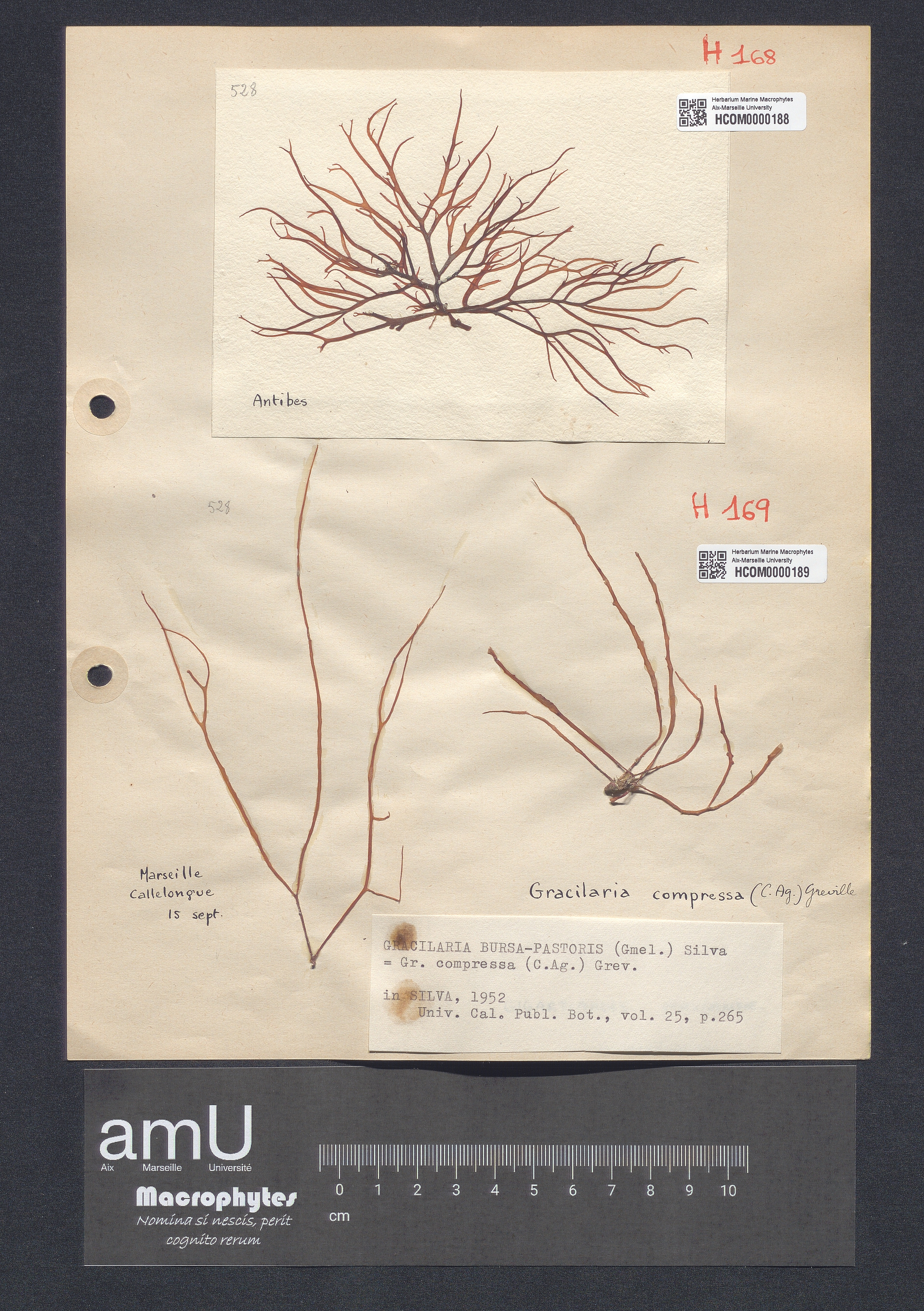 Gracilaria bursa-pastoris specimen