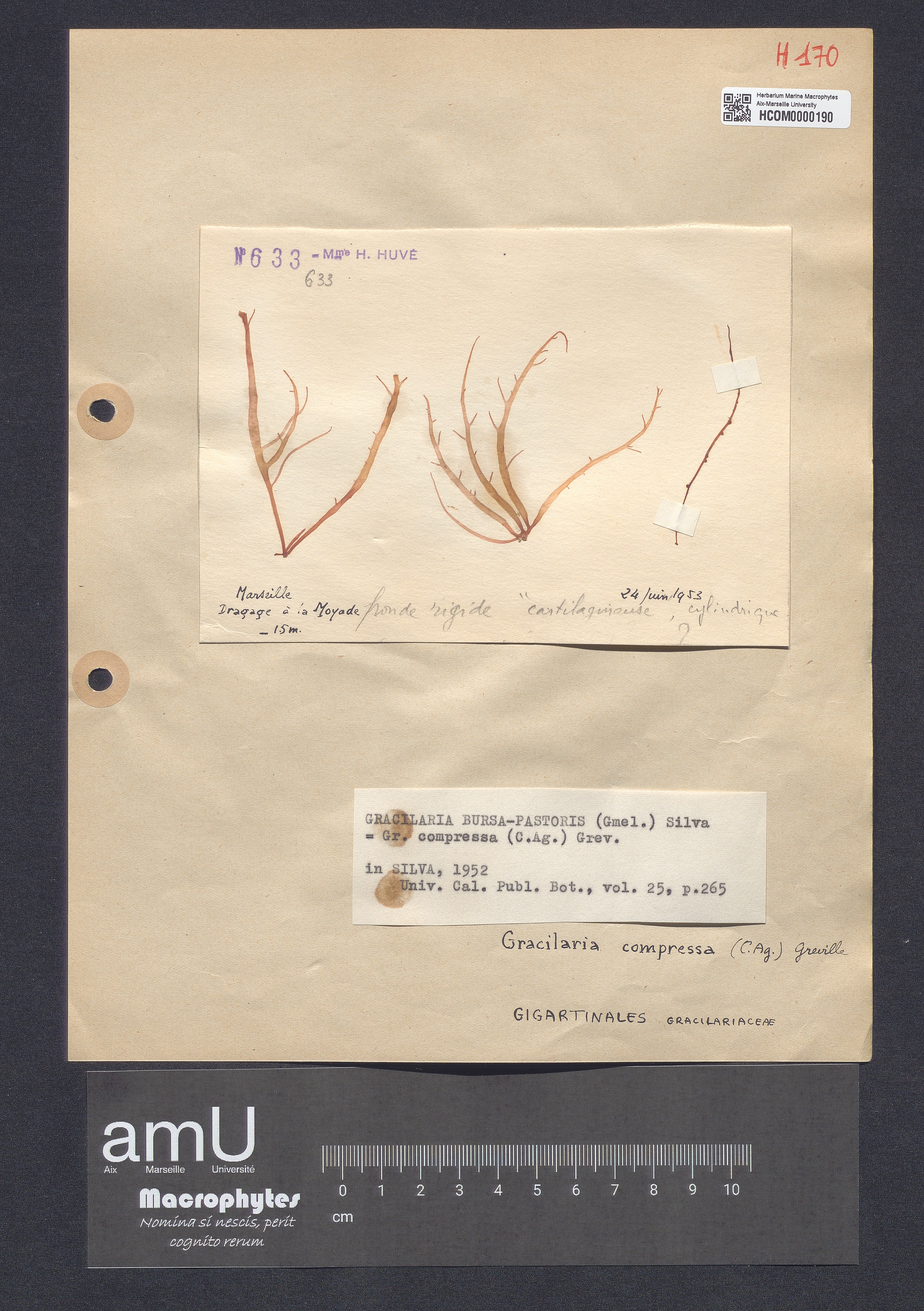 Gracilaria bursa-pastoris specimen